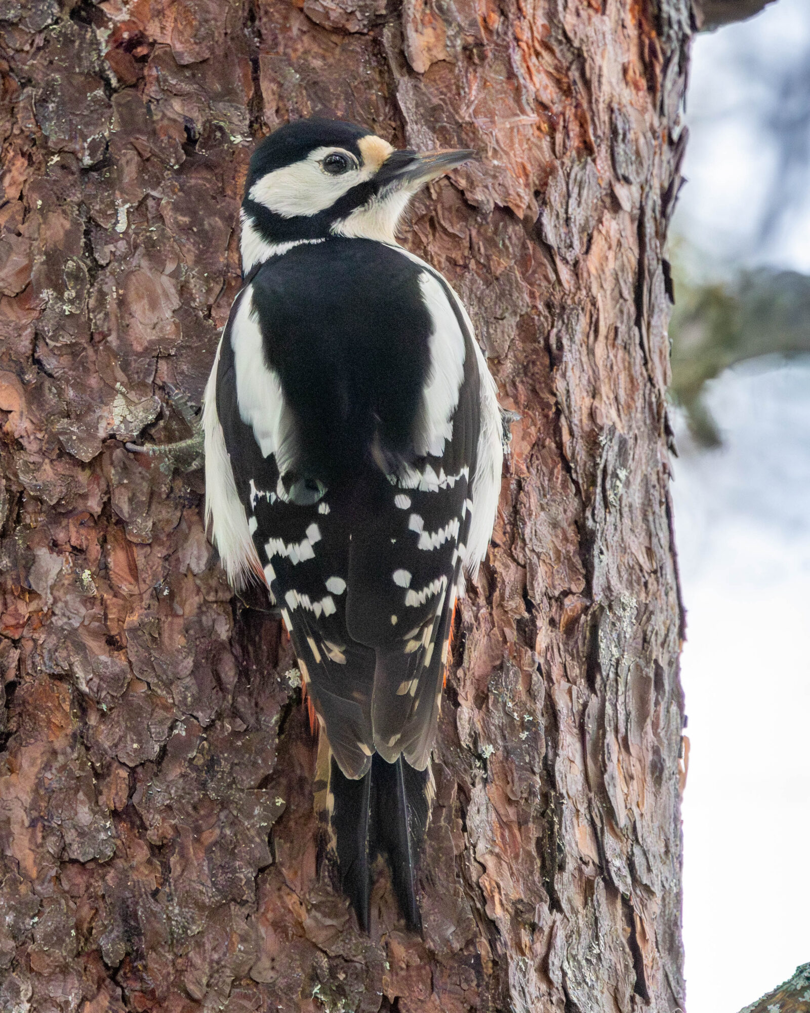 Valokuvaaja: Hannu Tikkanen