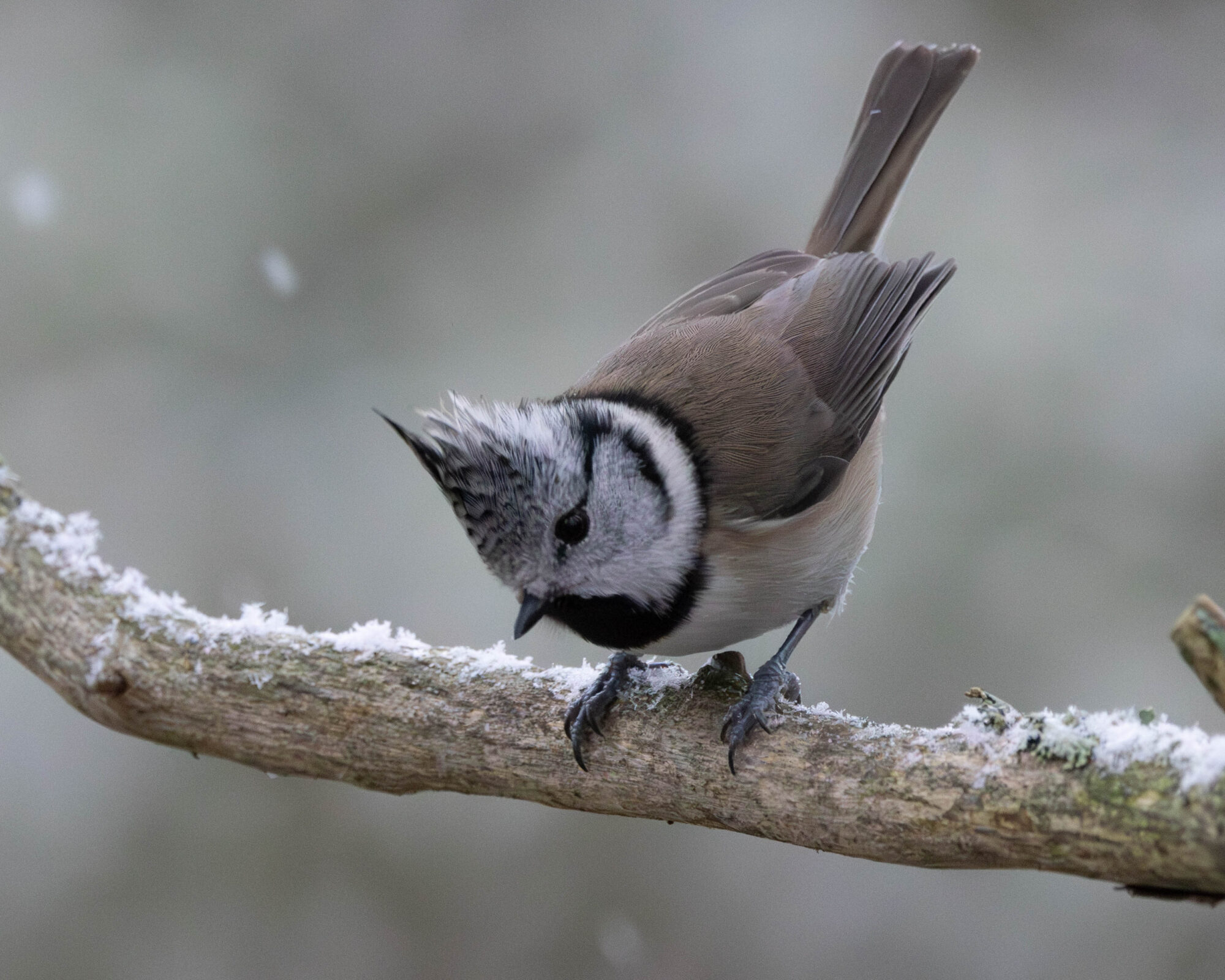 Valokuvaaja: Hannu Tikkanen