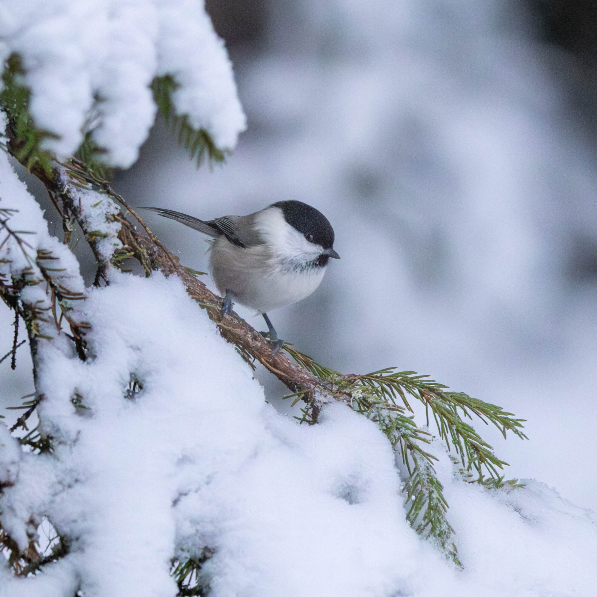 Valokuvaaja: Hannu Tikkanen