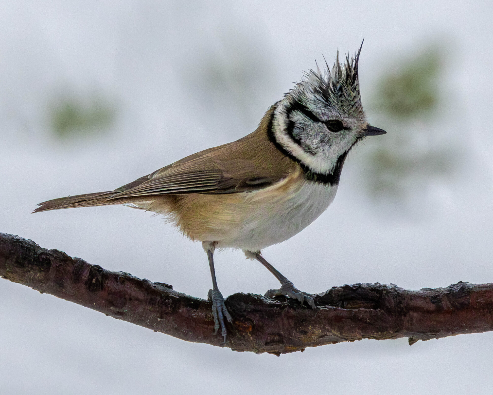 Valokuvaaja: Hannu Tikkanen