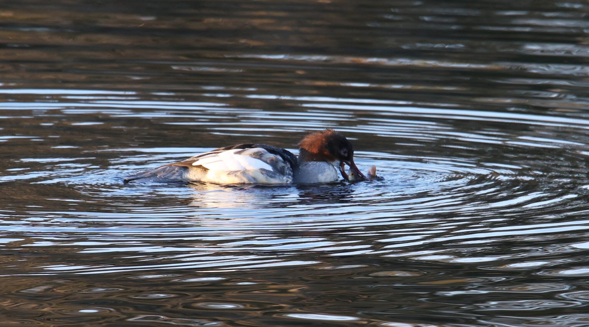 Valokuvaaja: Jaana Saarelainen