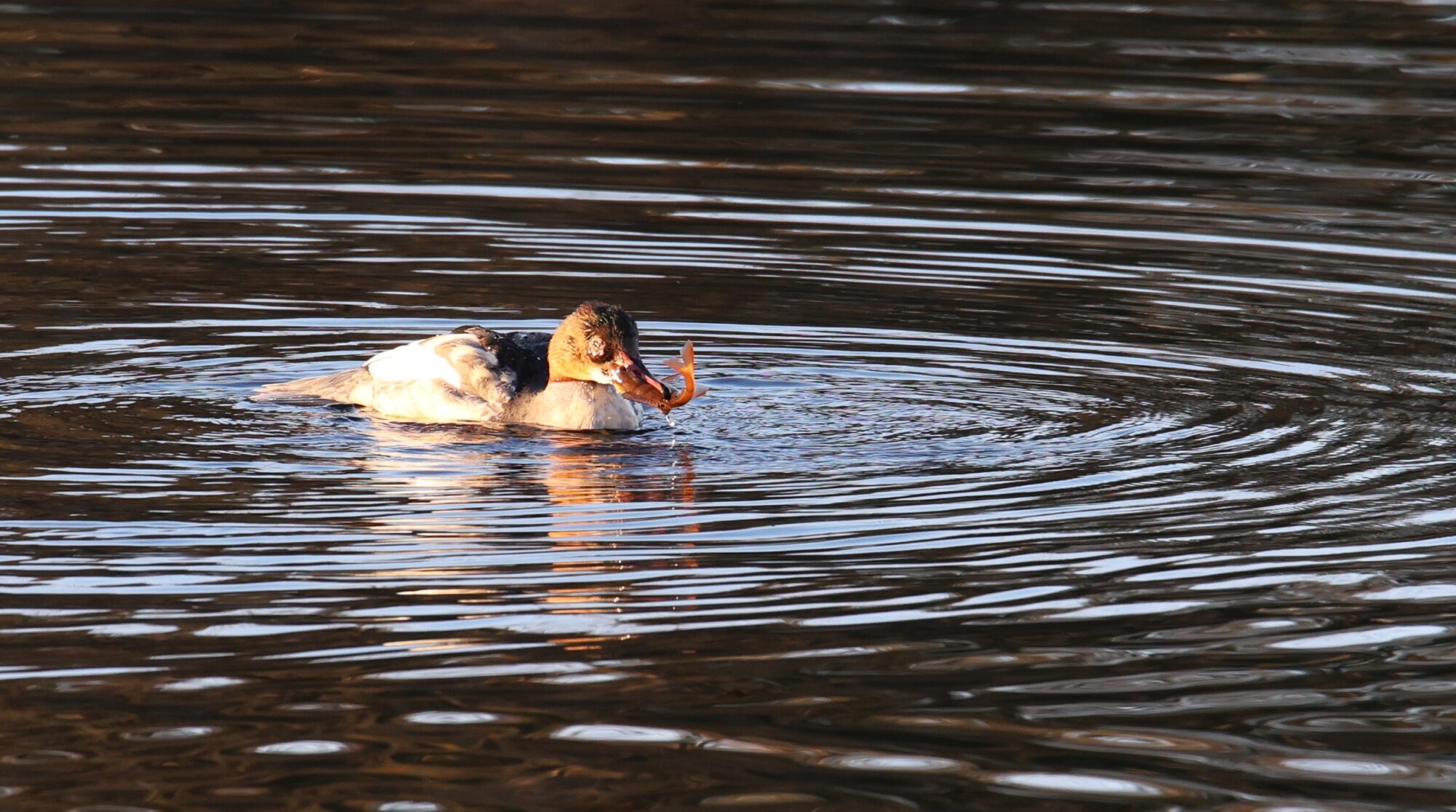 Valokuvaaja: Jaana Saarelainen