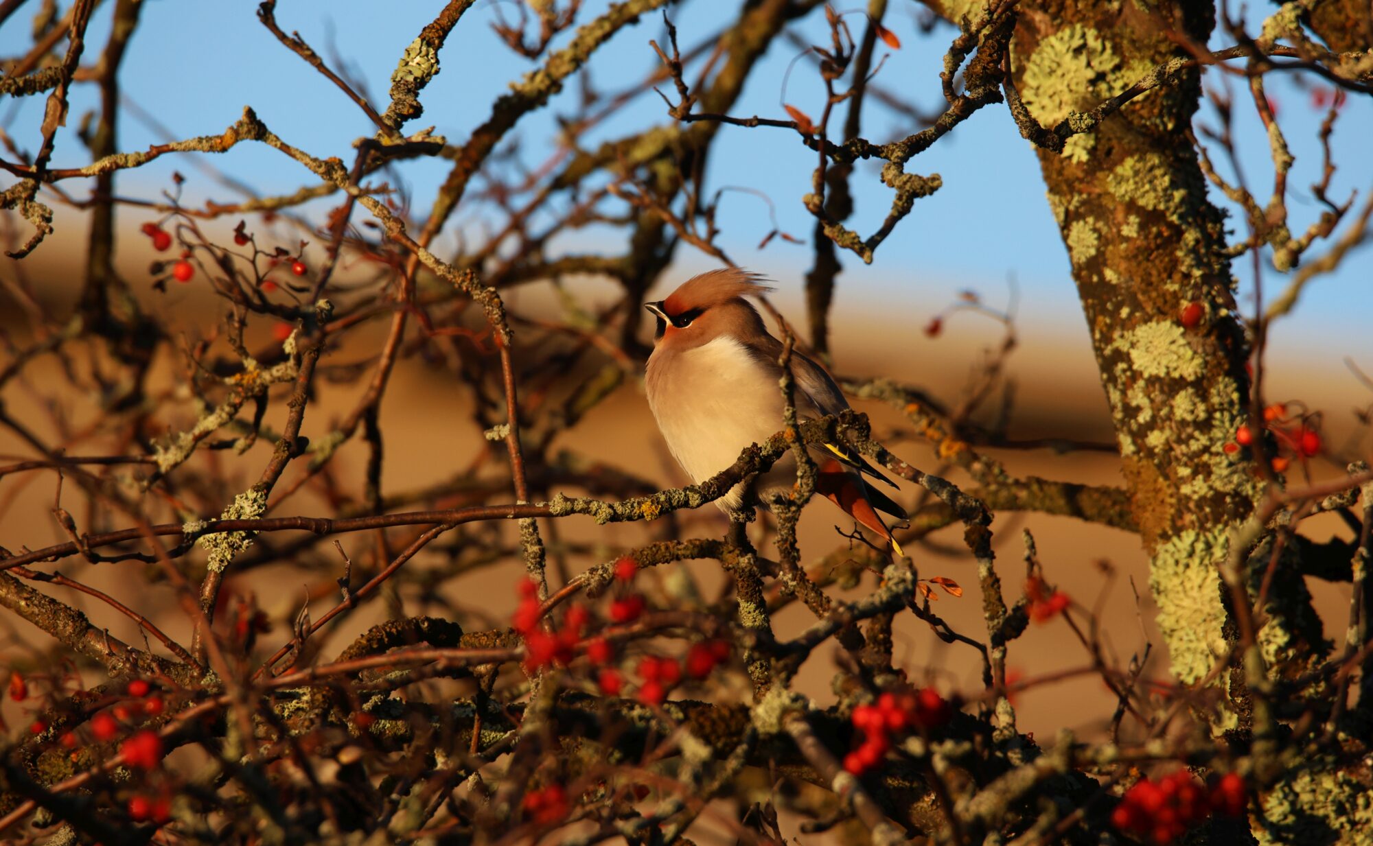 Valokuvaaja: Jaana Saarelainen
