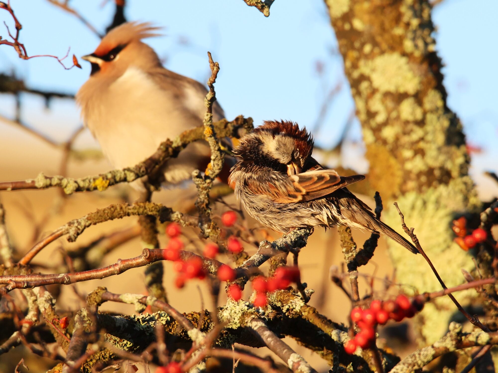 Valokuvaaja: Jaana Saarelainen