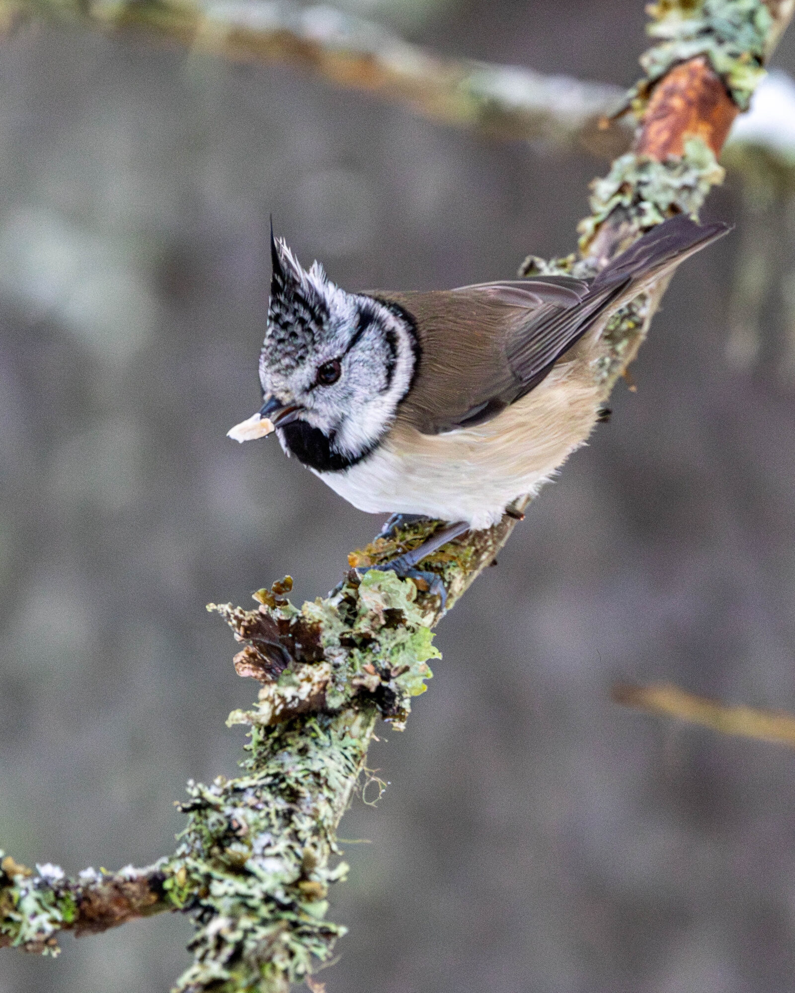 Valokuvaaja: Hannu Tikkanen