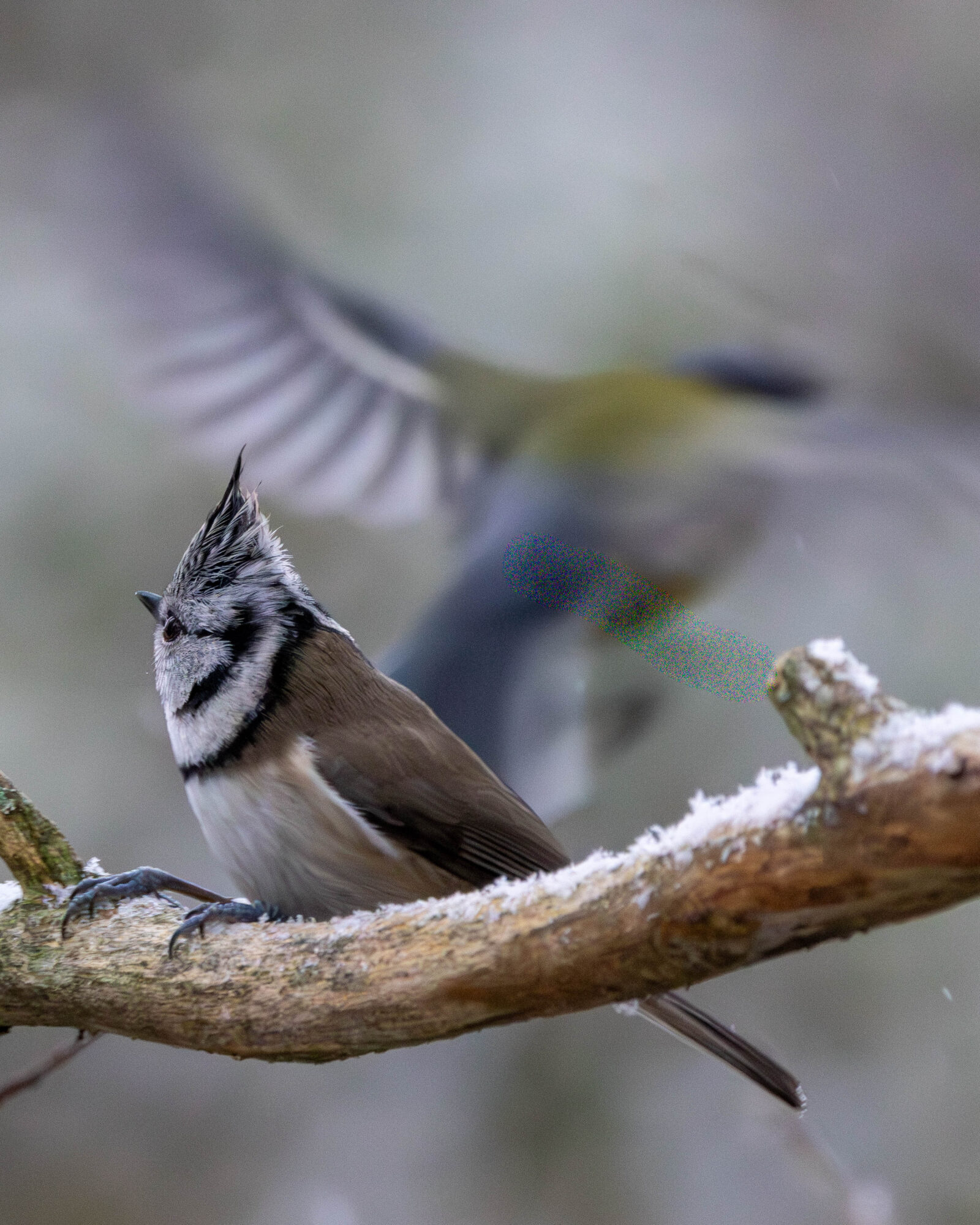 Valokuvaaja: Hannu Tikkanen