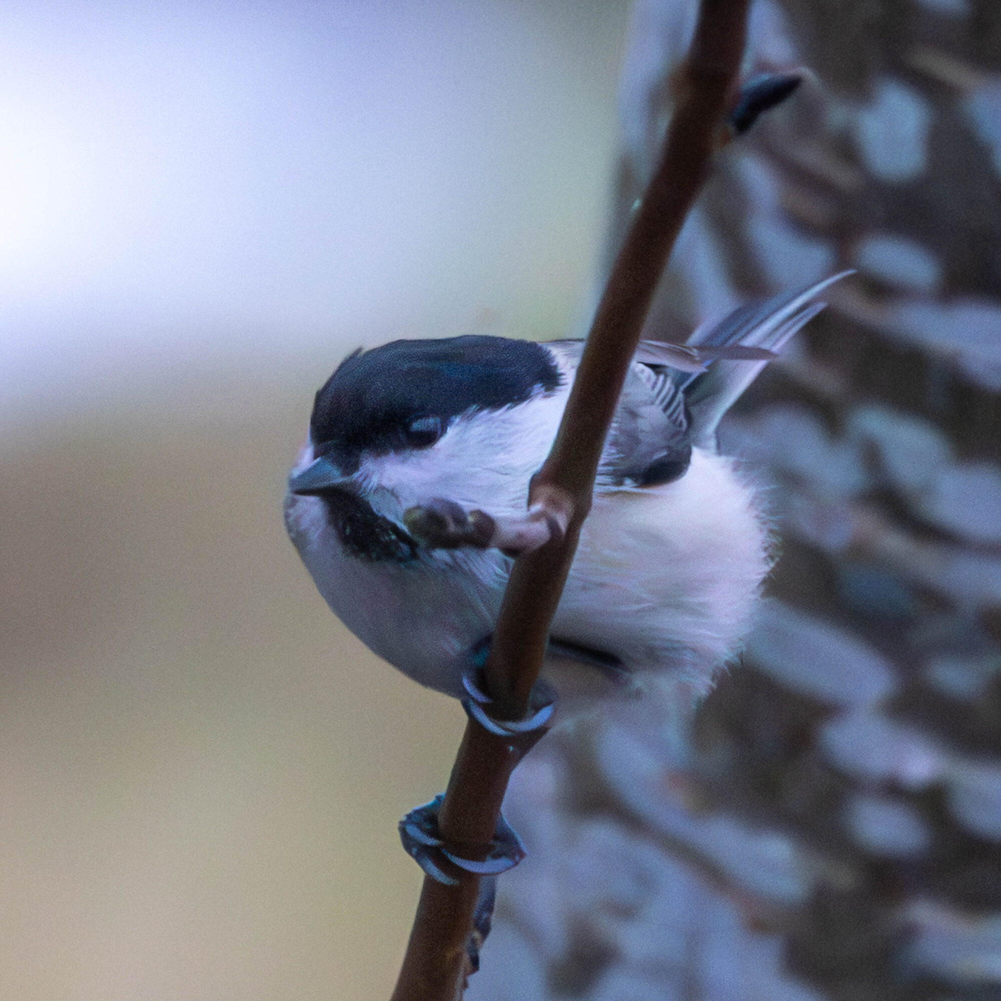 Valokuvaaja: Hannu Tikkanen