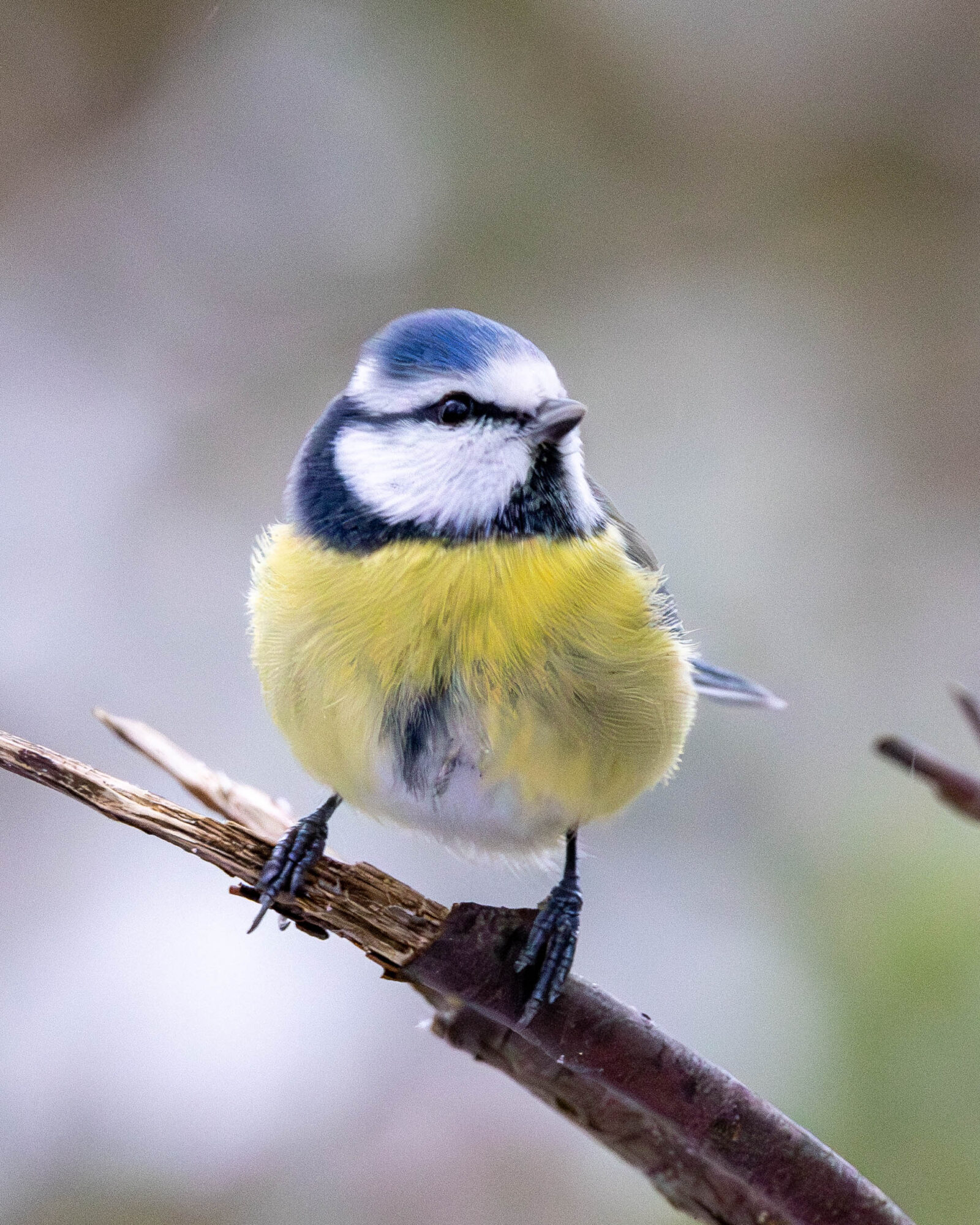 Valokuvaaja: Hannu Tikkanen