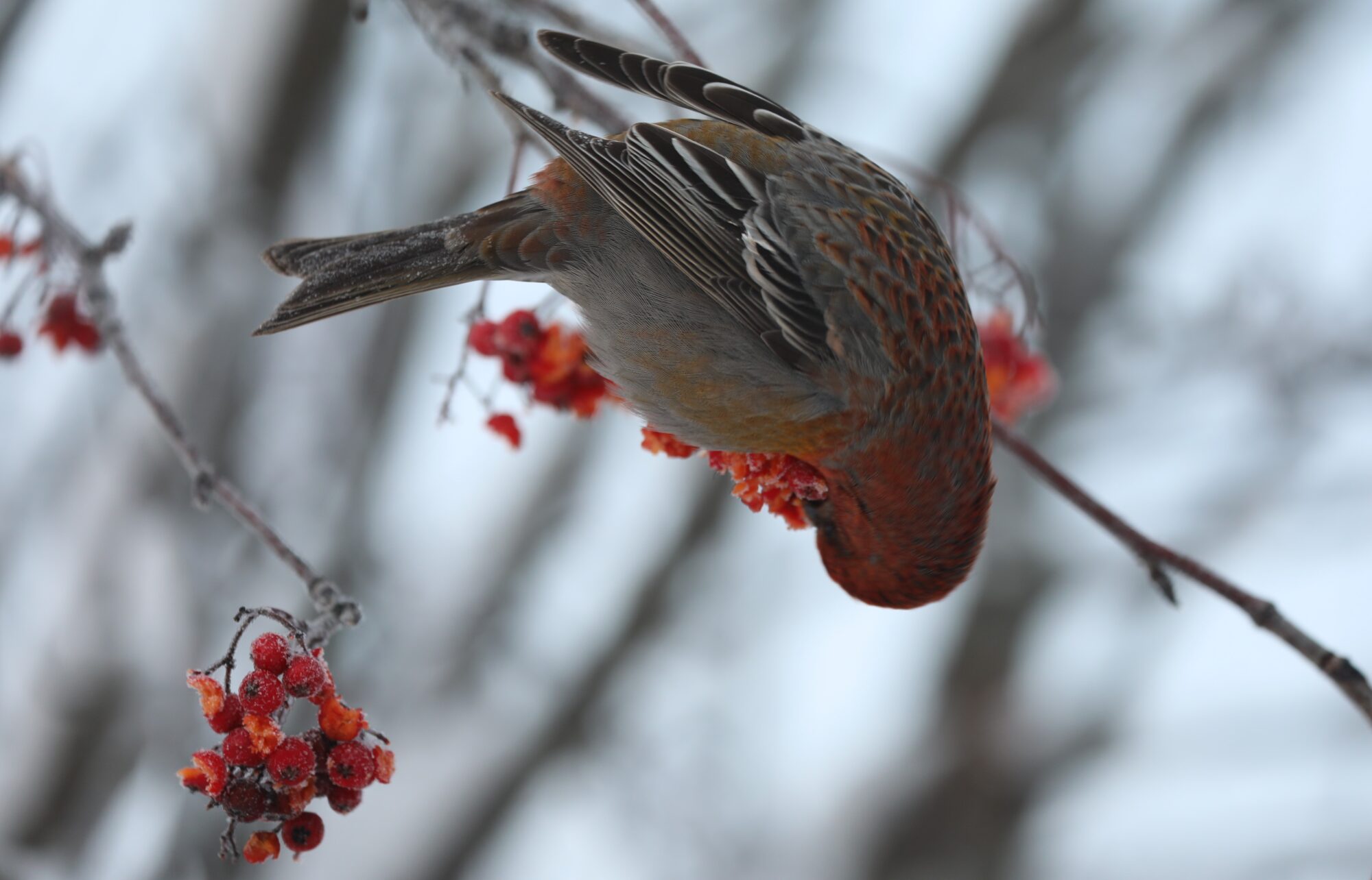 Valokuvaaja: Ahti Keränen