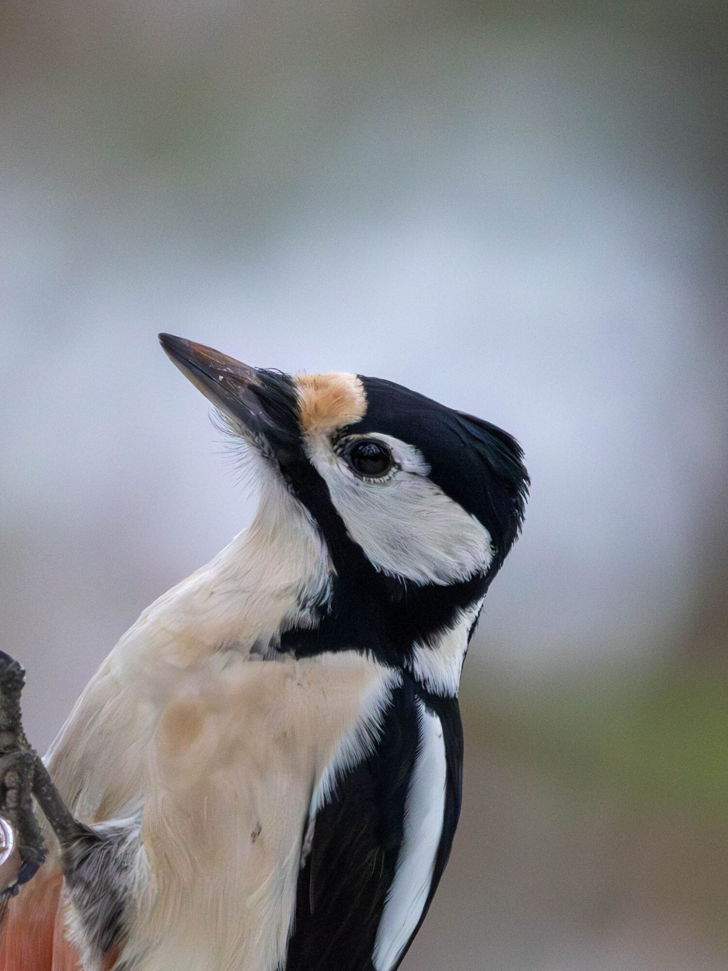 Valokuvaaja: Hannu Tikkanen