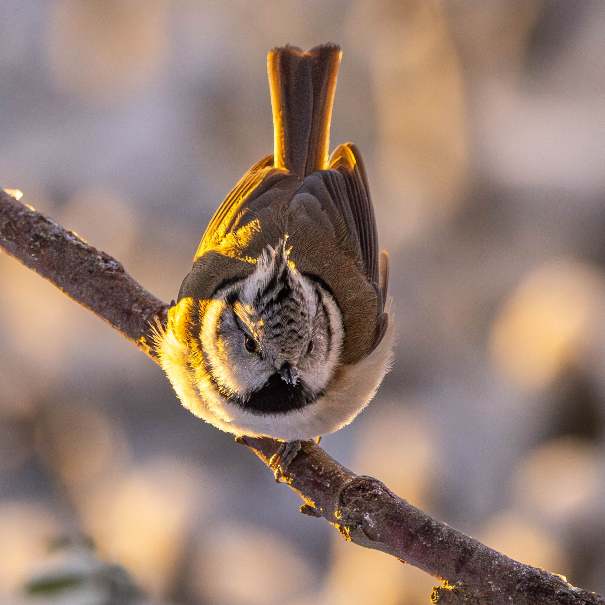 Valokuvaaja: Hannu Tikkanen