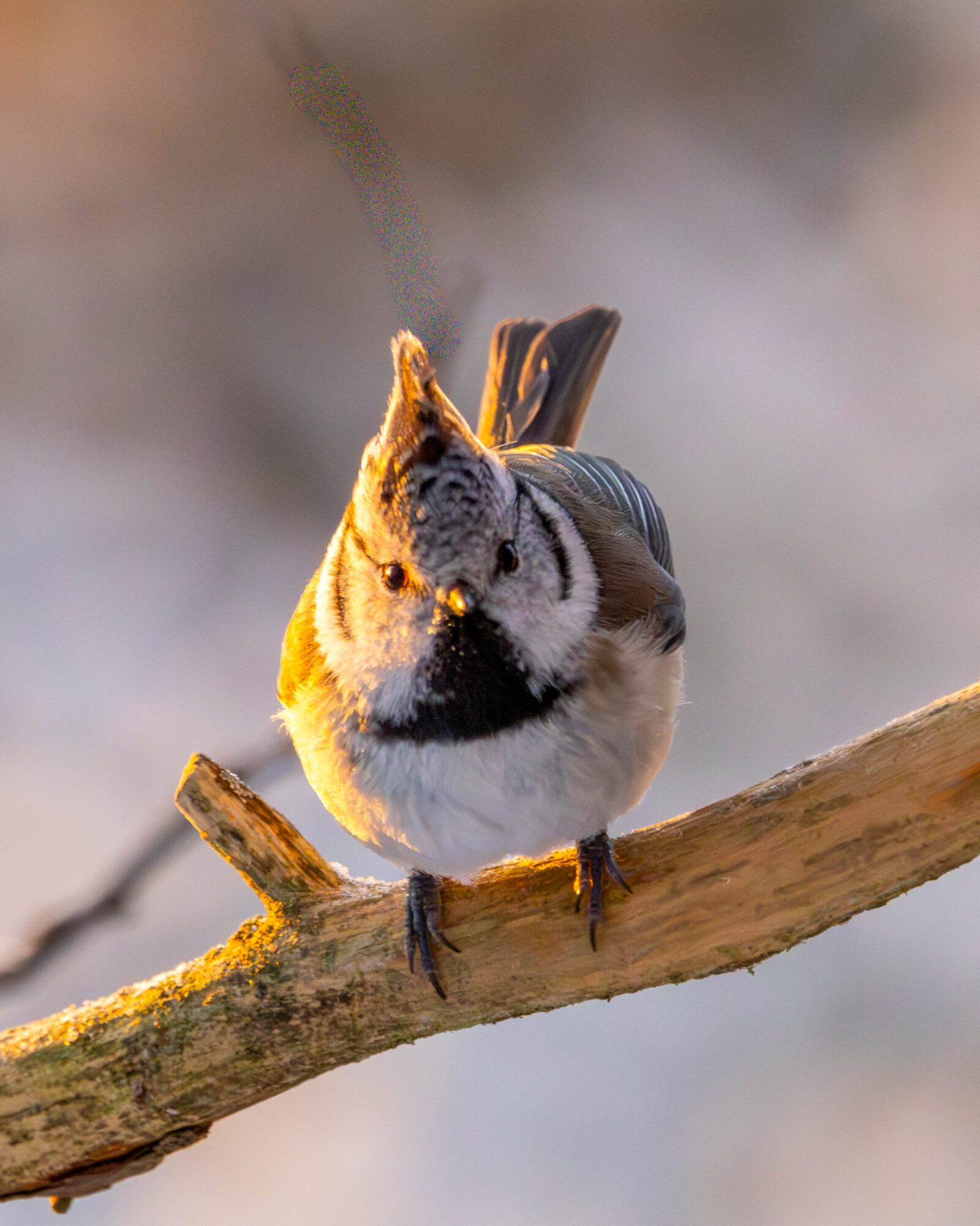 Valokuvaaja: Hannu Tikkanen
