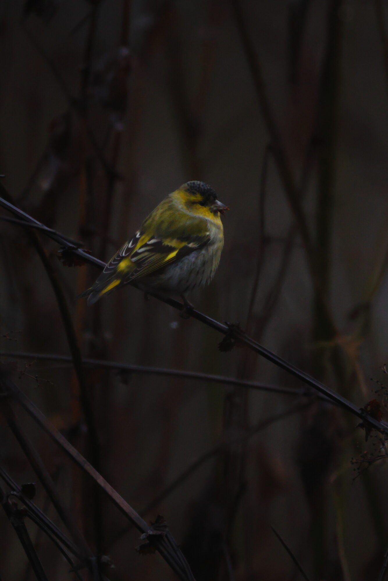 Valokuvaaja: Jouni Kalliomäki