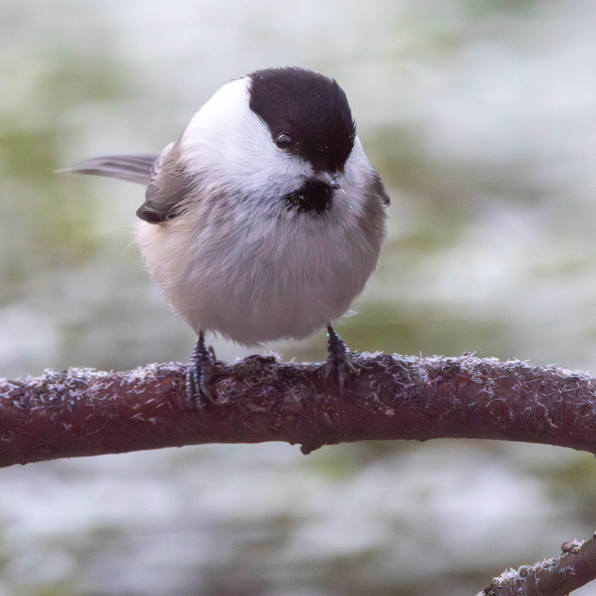Valokuvaaja: Hannu Tikkanen