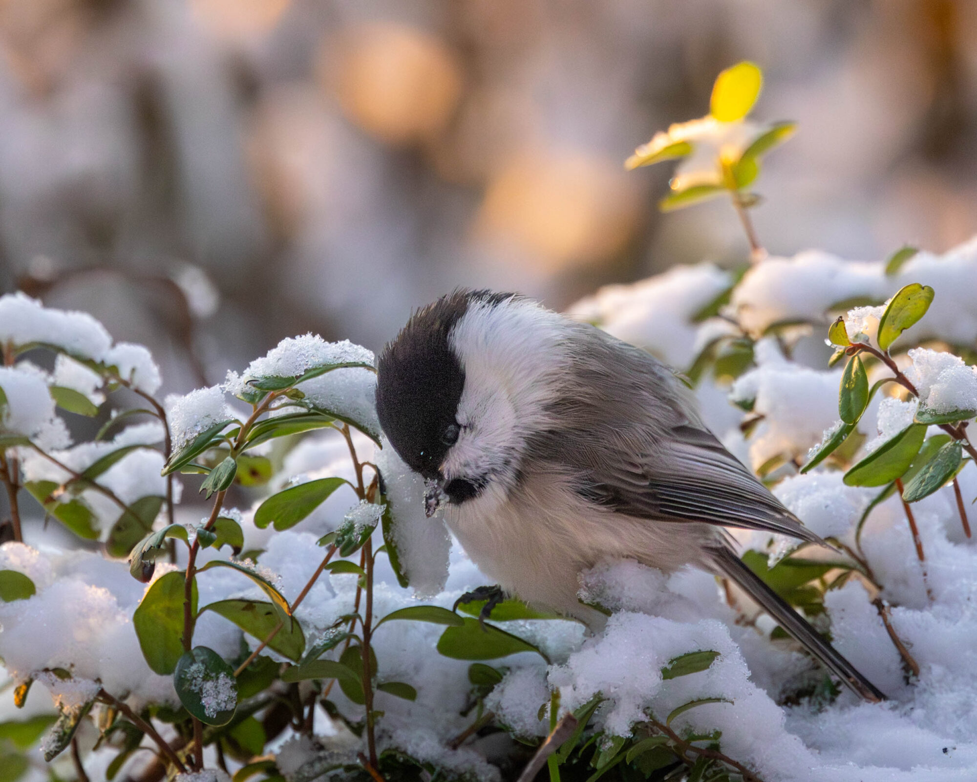 Valokuvaaja: Hannu Tikkanen