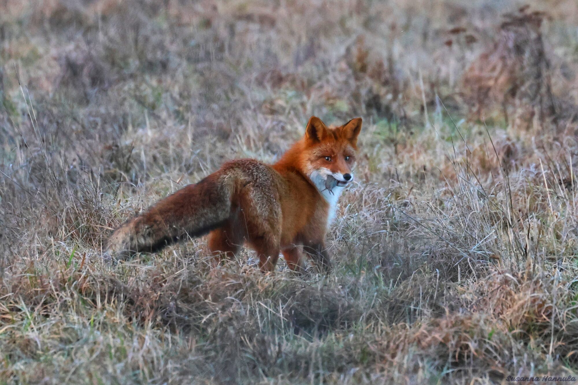 Valokuvaaja: Susanna Hannula