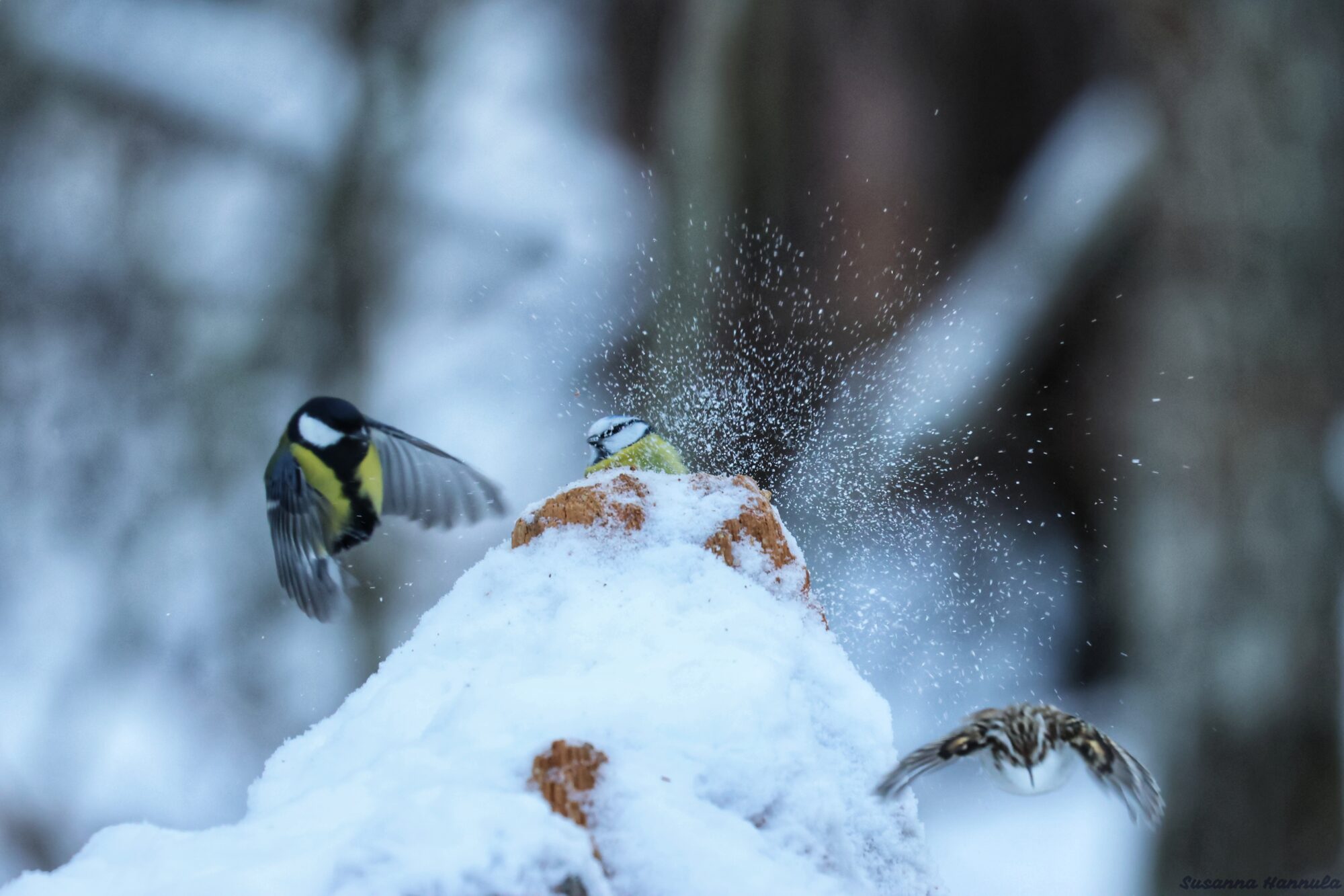 Valokuvaaja: Susanna Hannula