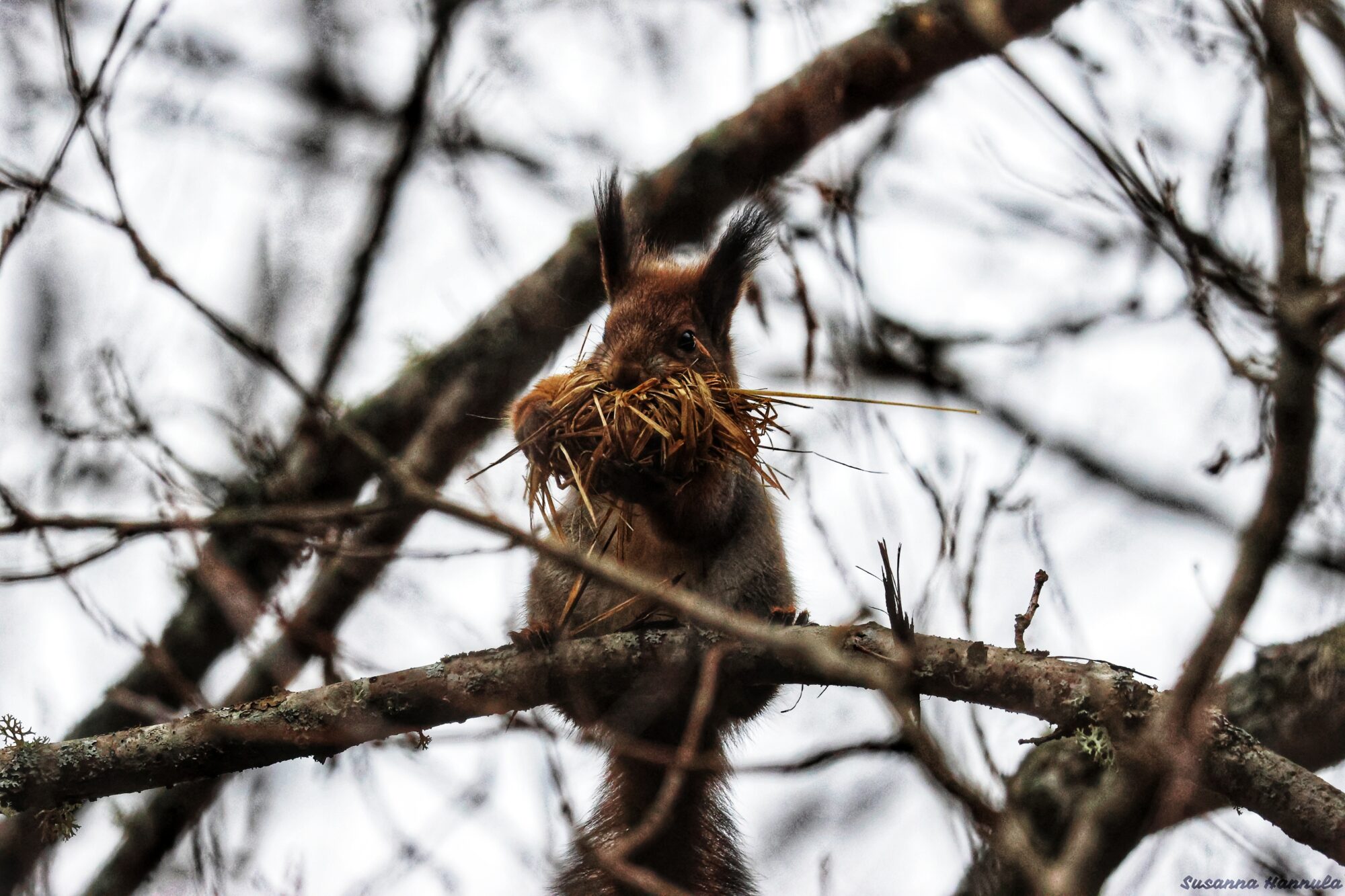 Valokuvaaja: Susanna Hannula