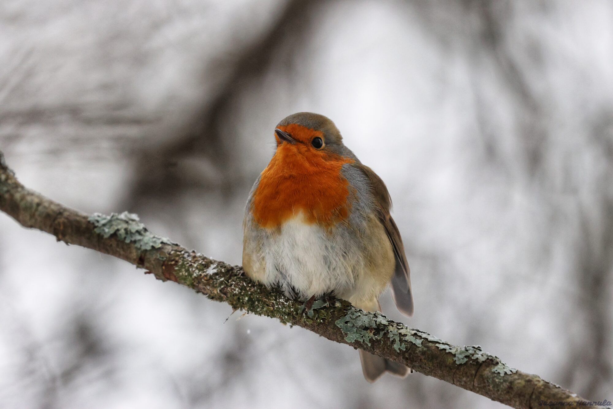 Valokuvaaja: Susanna Hannula