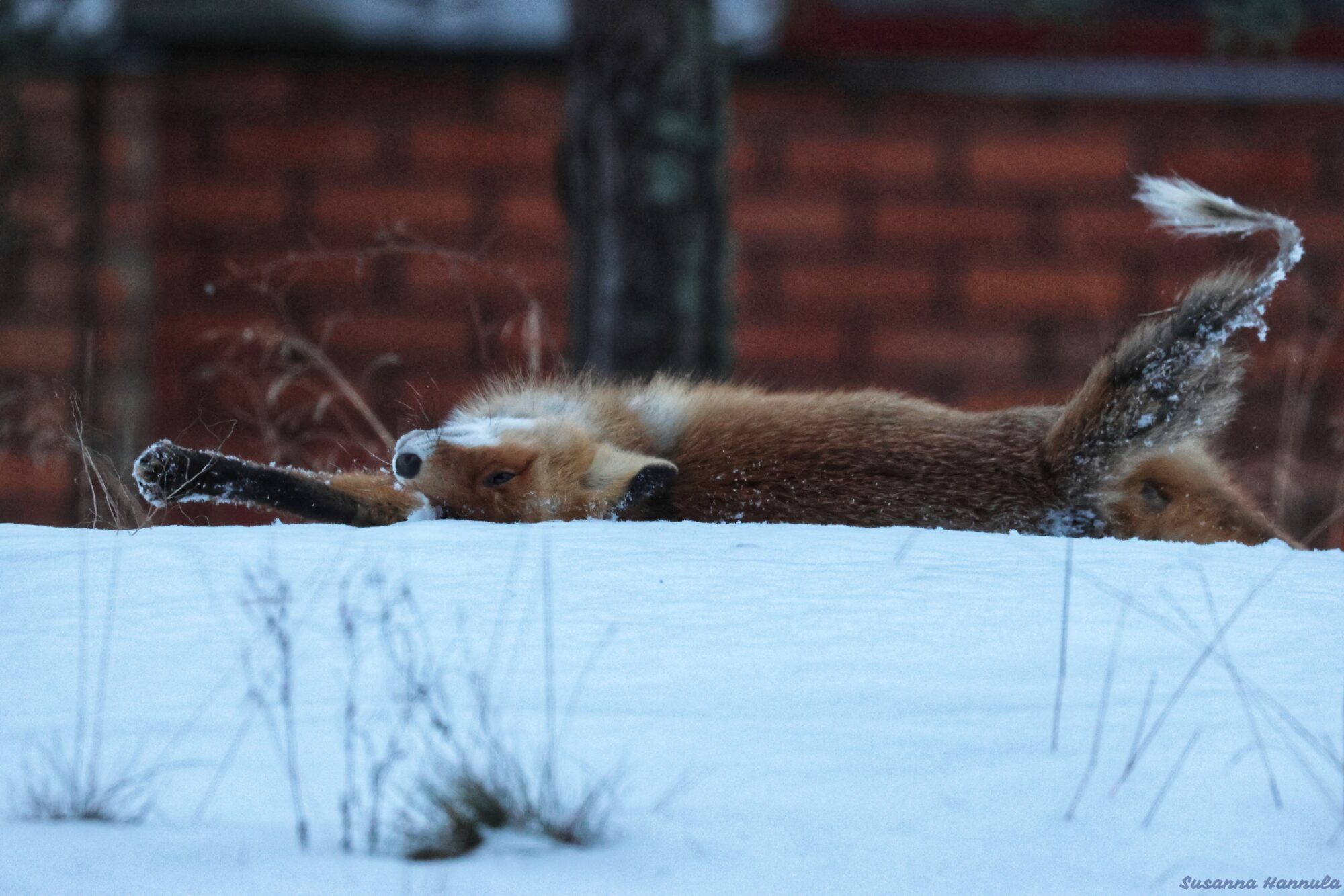 Valokuvaaja: Susanna Hannula
