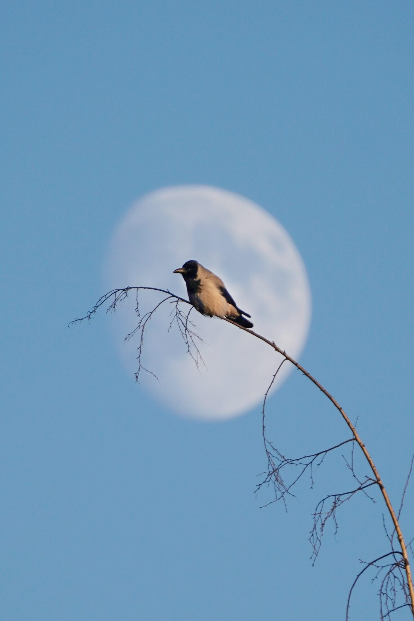 Valokuvaaja: Samu Leinonen