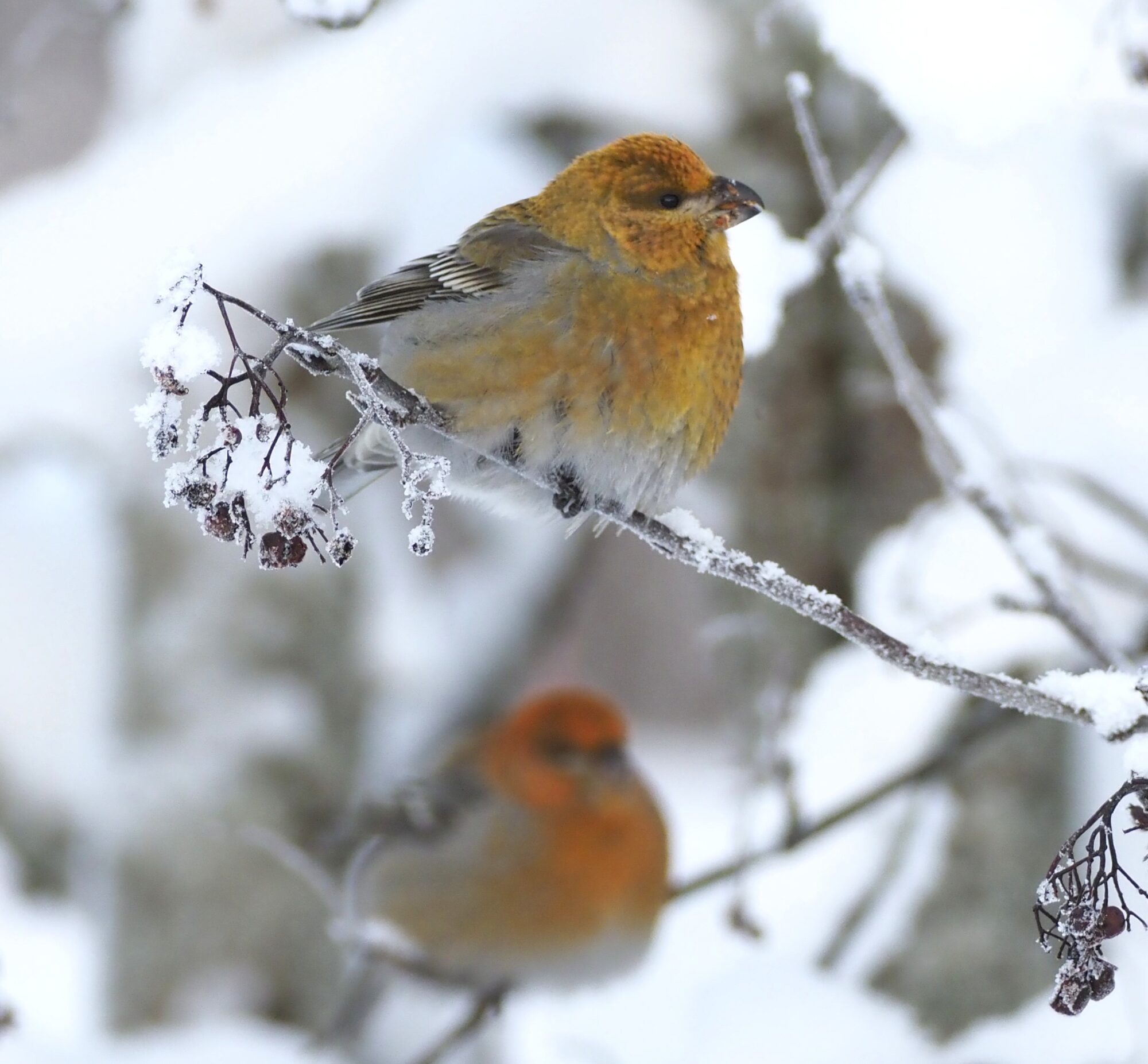 Valokuvaaja: Annikki Kärkkäinen