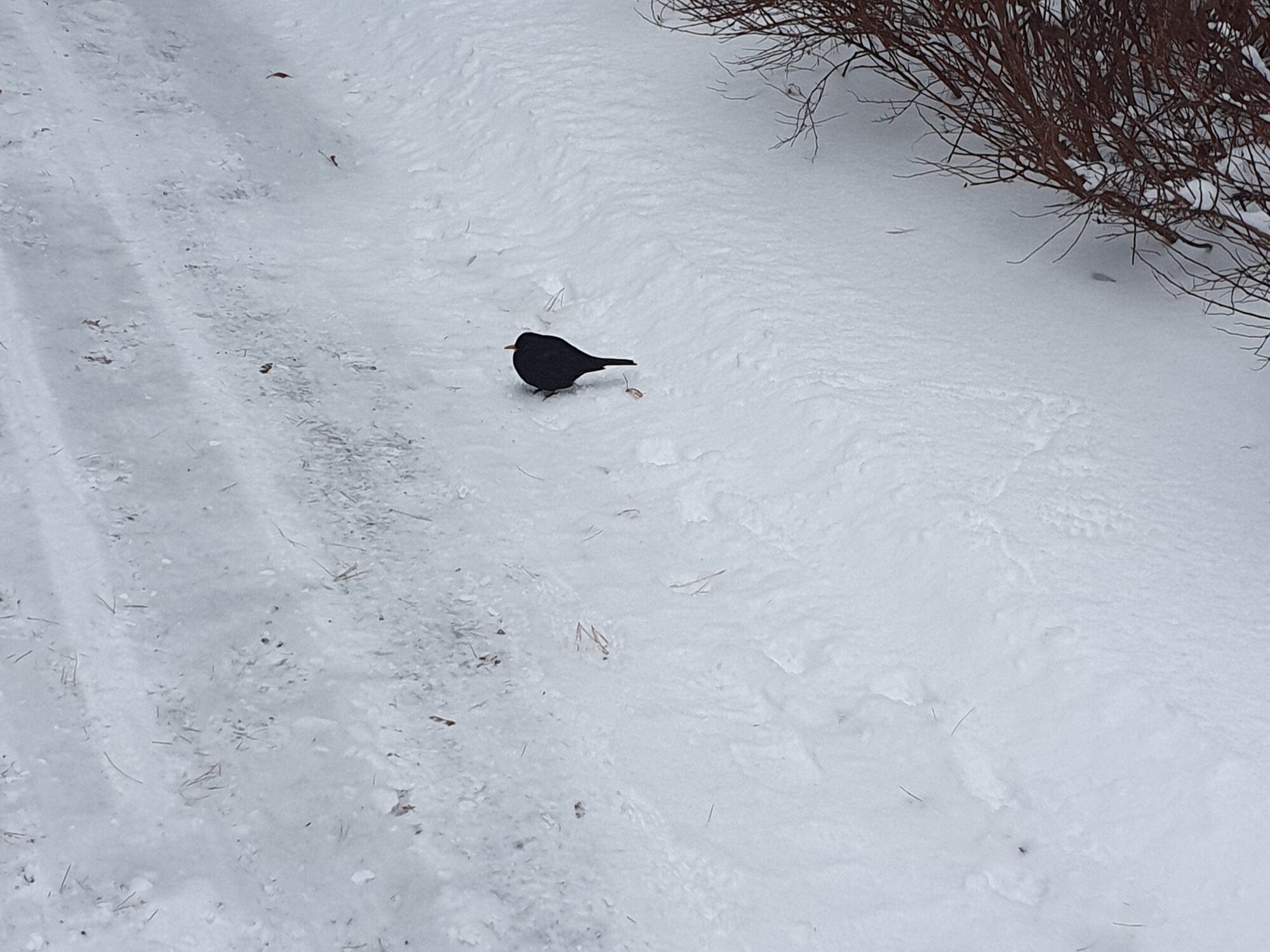 Valokuvaaja: Pirkko Tuulihovi