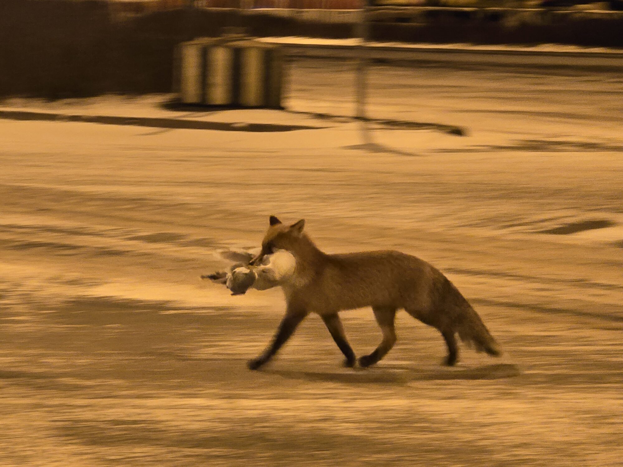 Valokuvaaja: Frida Suomalainen