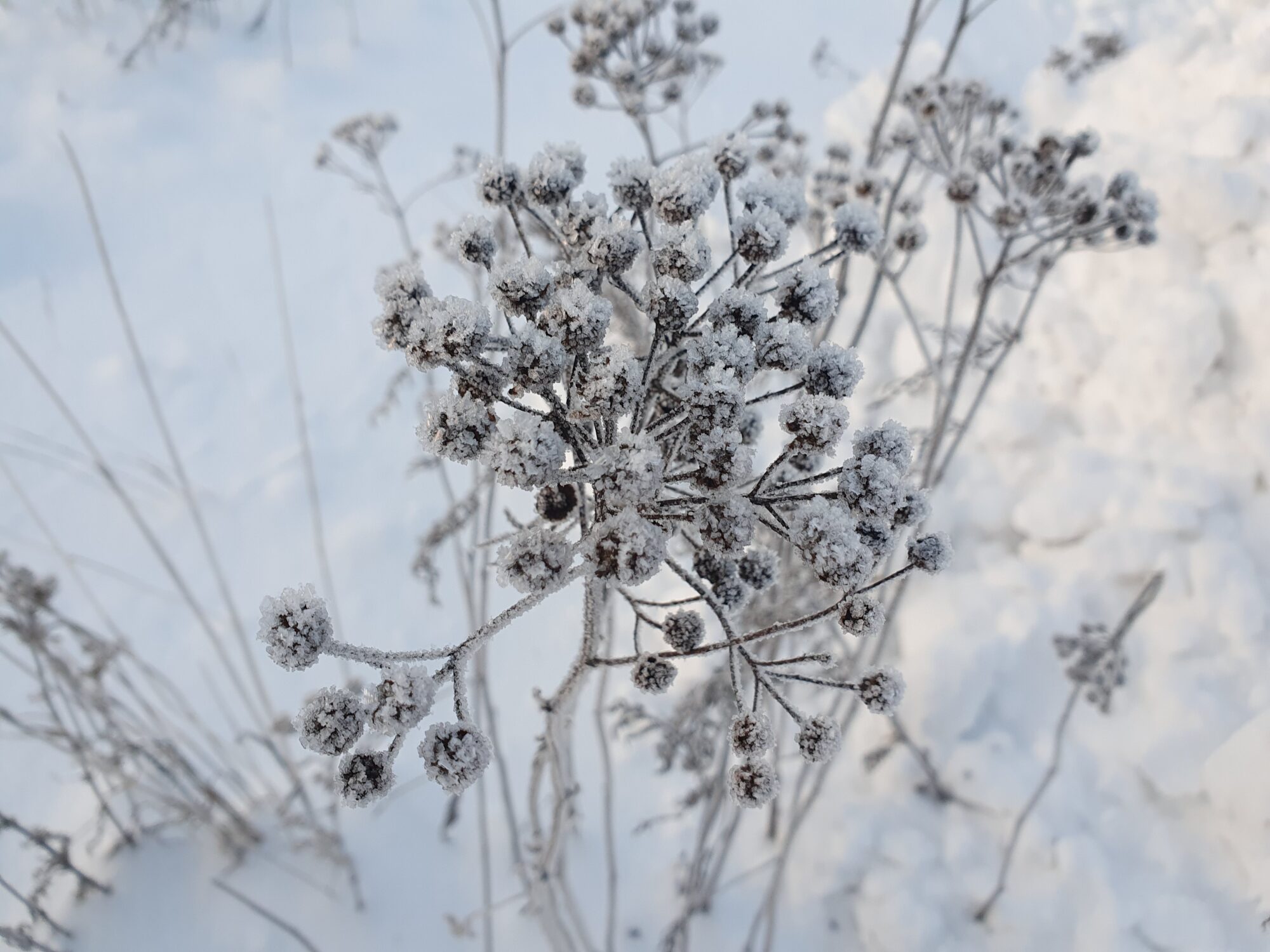 Valokuvaaja: Pirkko Tuulihovi