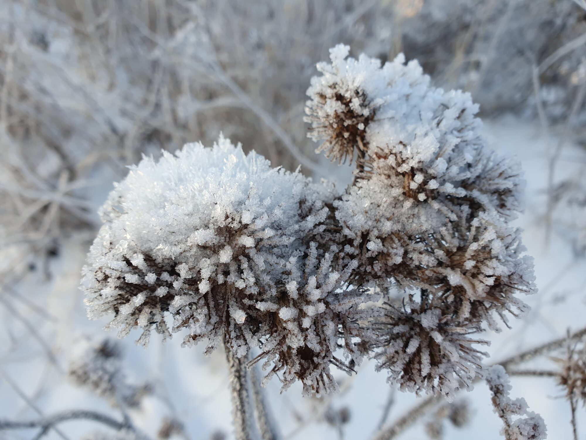 Valokuvaaja: Pirkko Tuulihovi