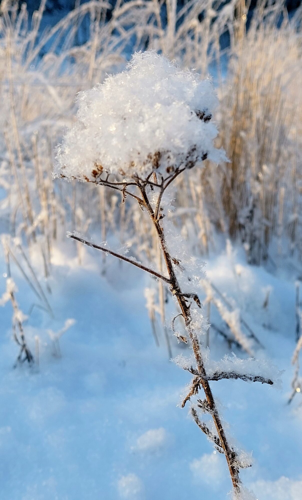 Valokuvaaja: Tarja Naukkarinen