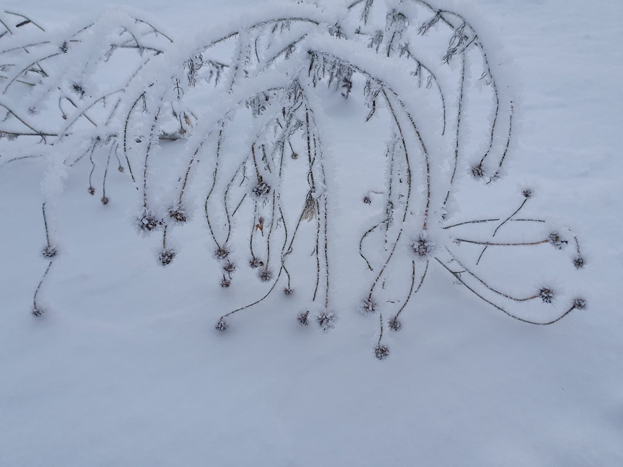 Valokuvaaja: Pirkko Tuulihovi