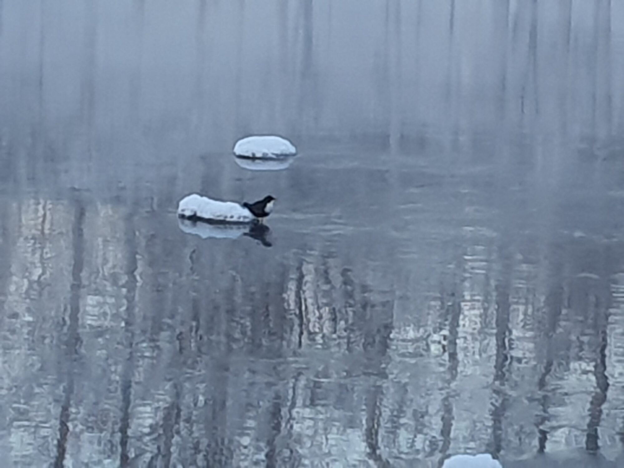 Valokuvaaja: Pirkko Tuulihovi