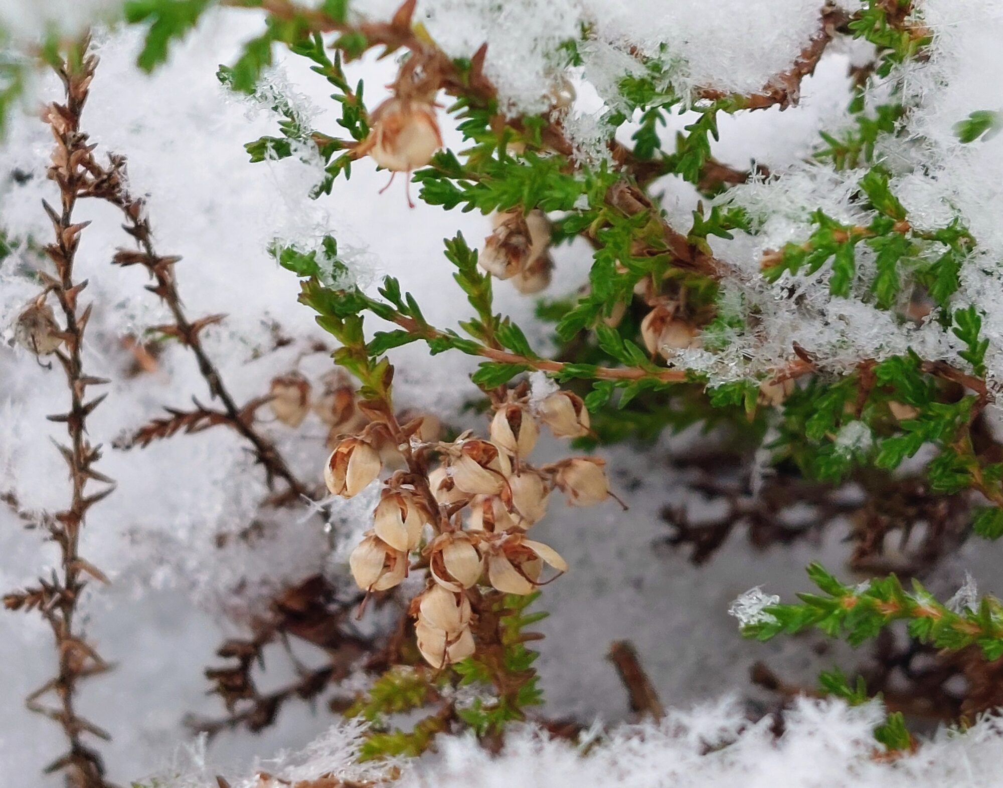 Valokuvaaja: Tarja Naukkarinen