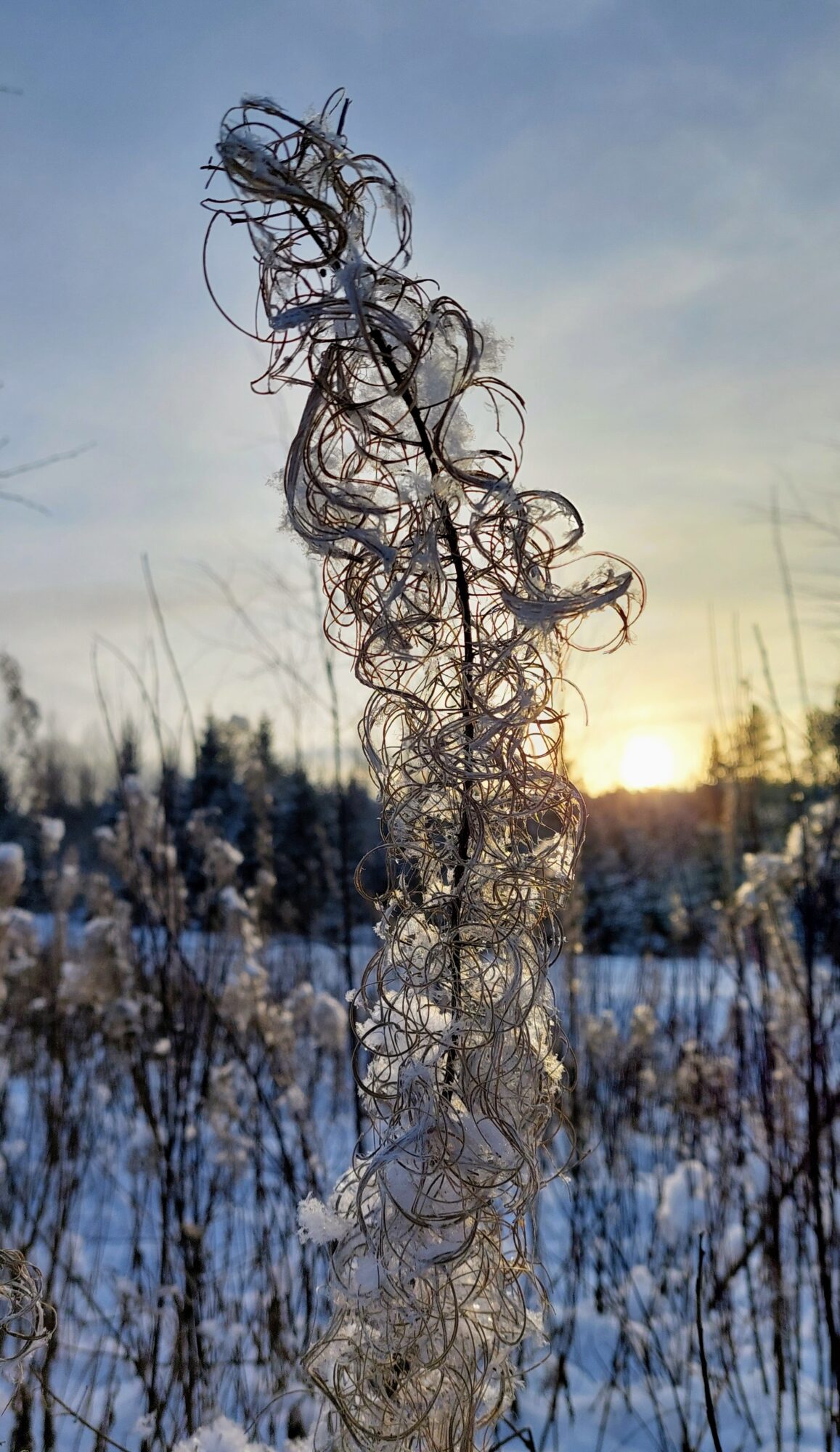 Valokuvaaja: Tarja Naukkarinen