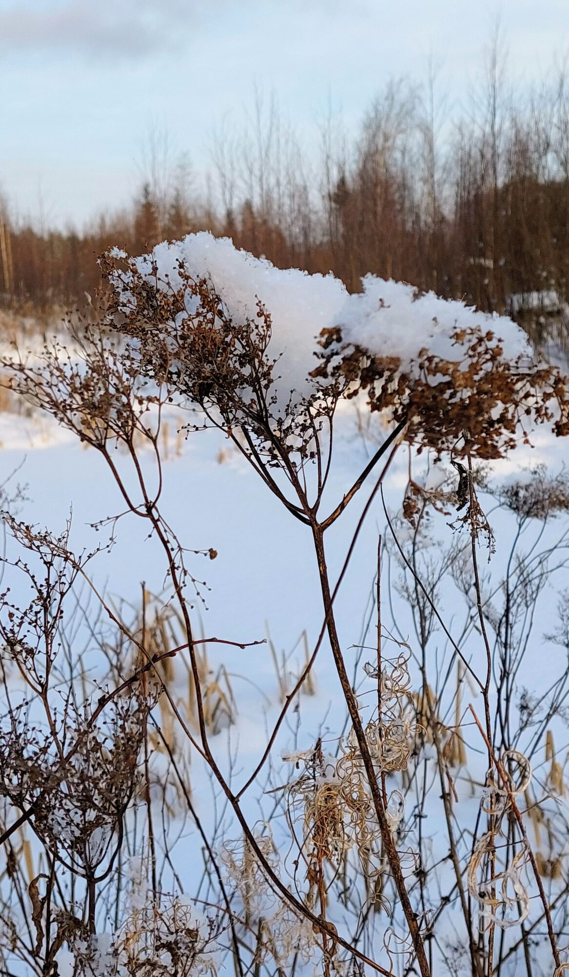 Valokuvaaja: Tarja Naukkarinen