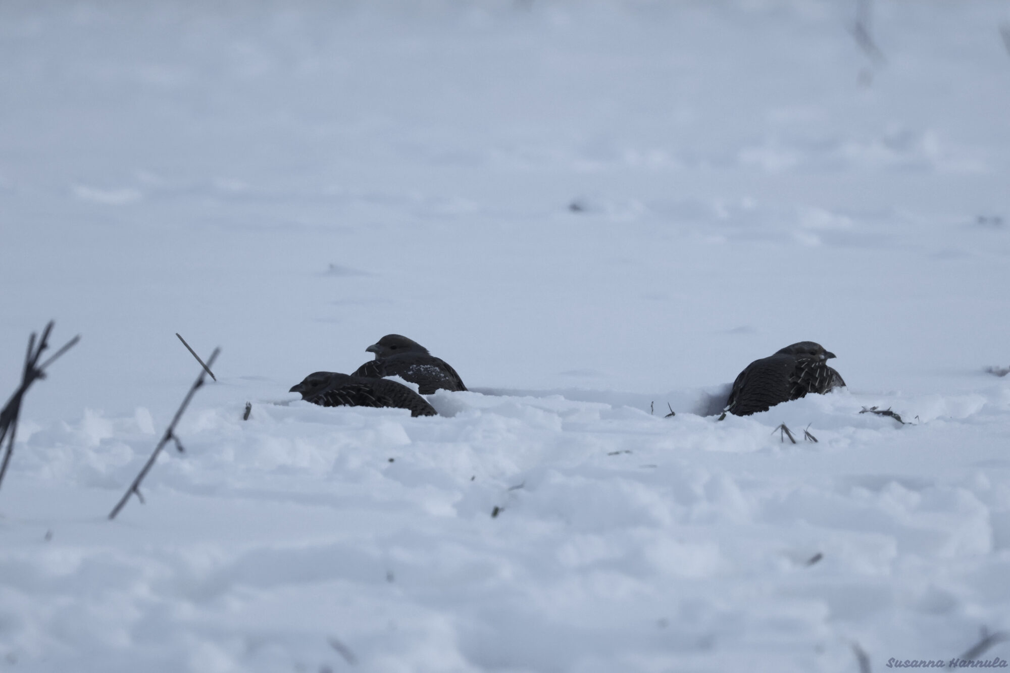 Valokuvaaja: Susanna Hannula