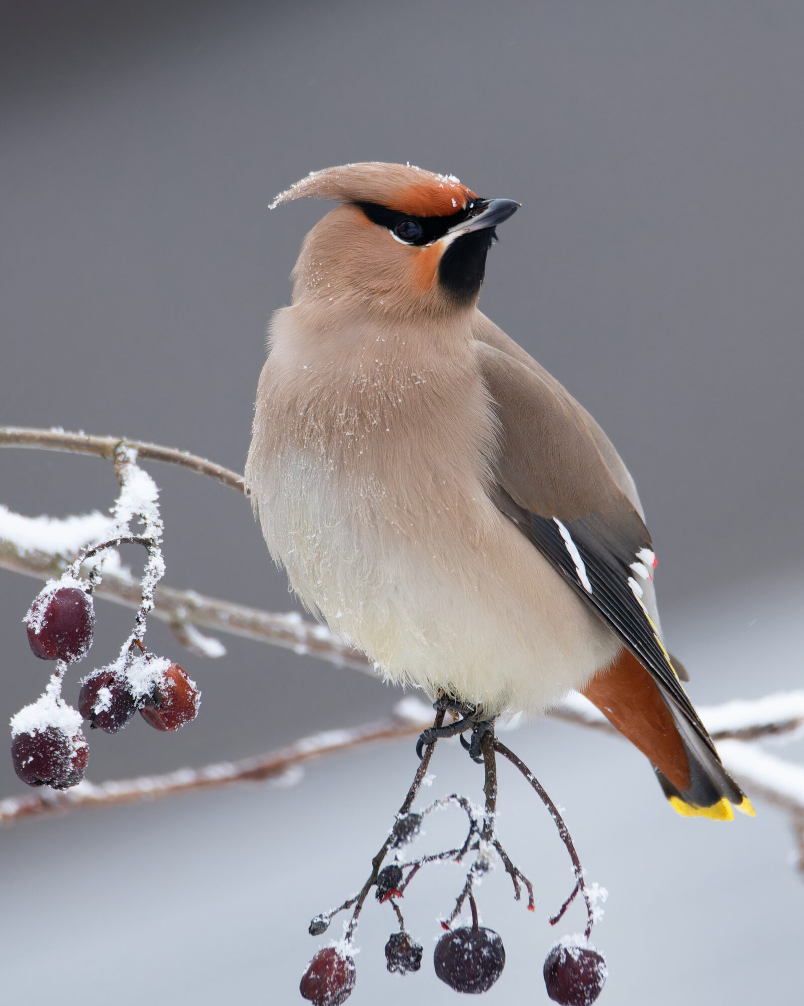 Valokuvaaja: Johan Moraal