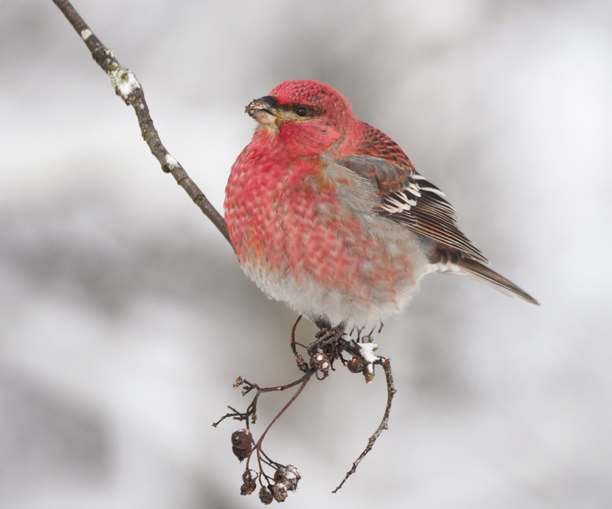 Valokuvaaja: Annikki Kärkkäinen