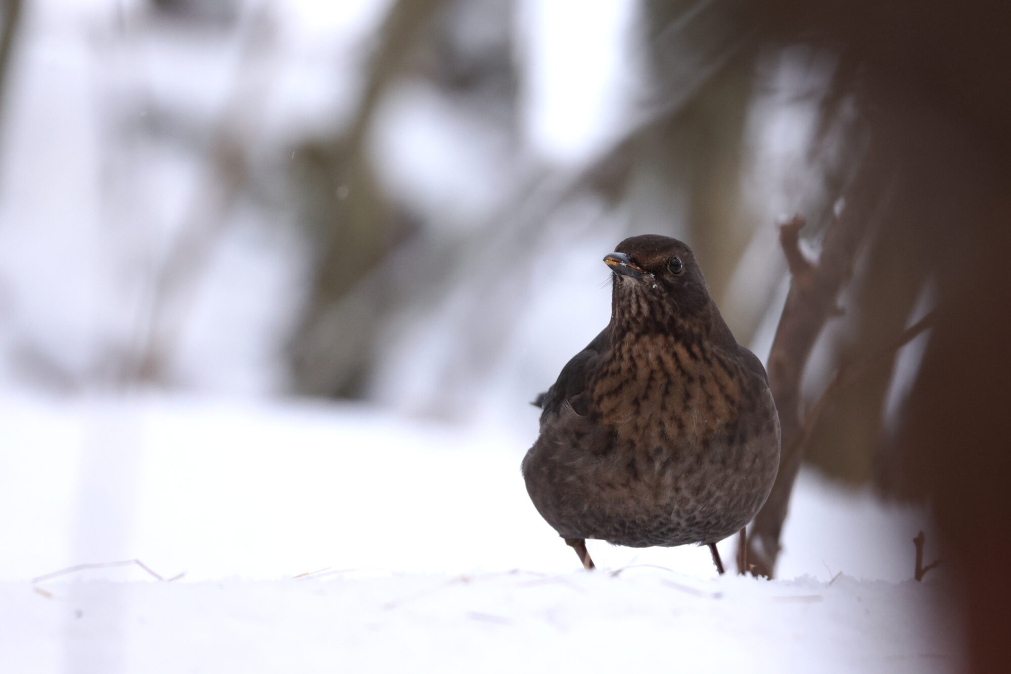 Valokuvaaja: Jouni Kalliomäki