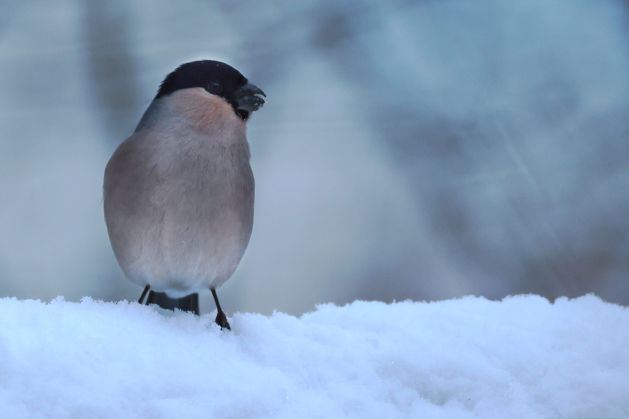 Valokuvaaja: Jouni Kalliomäki