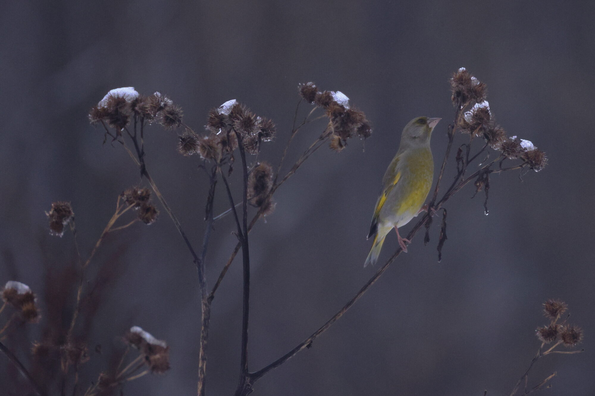 Valokuvaaja: Jouni Kalliomäki