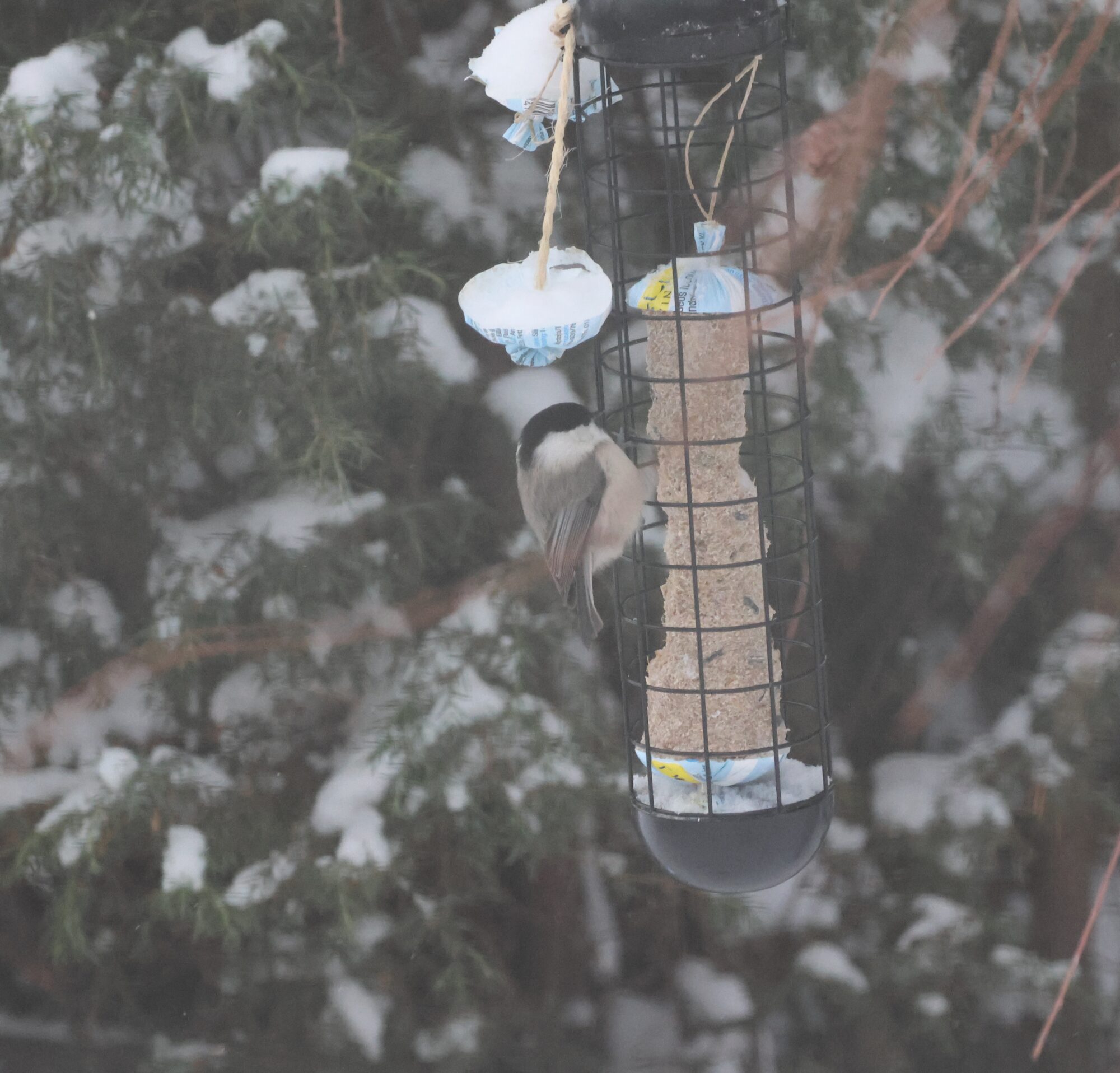 Valokuvaaja: Hanna Rönty