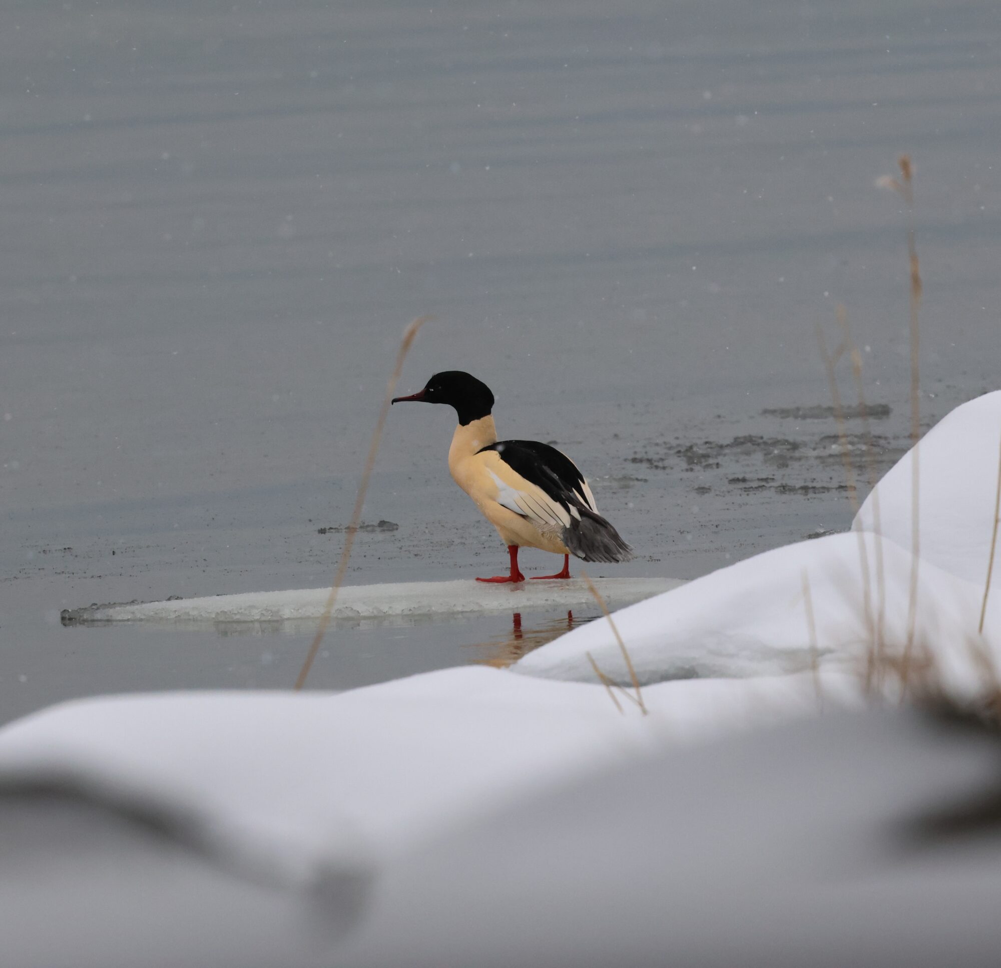 Valokuvaaja: Hanna Rönty