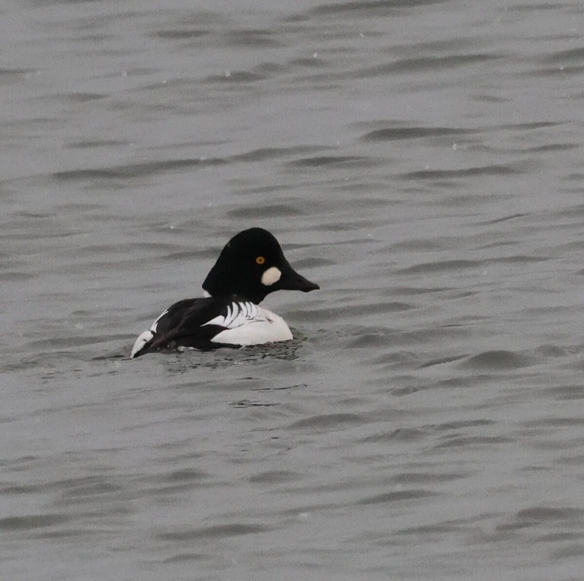 Valokuvaaja: Hanna Rönty