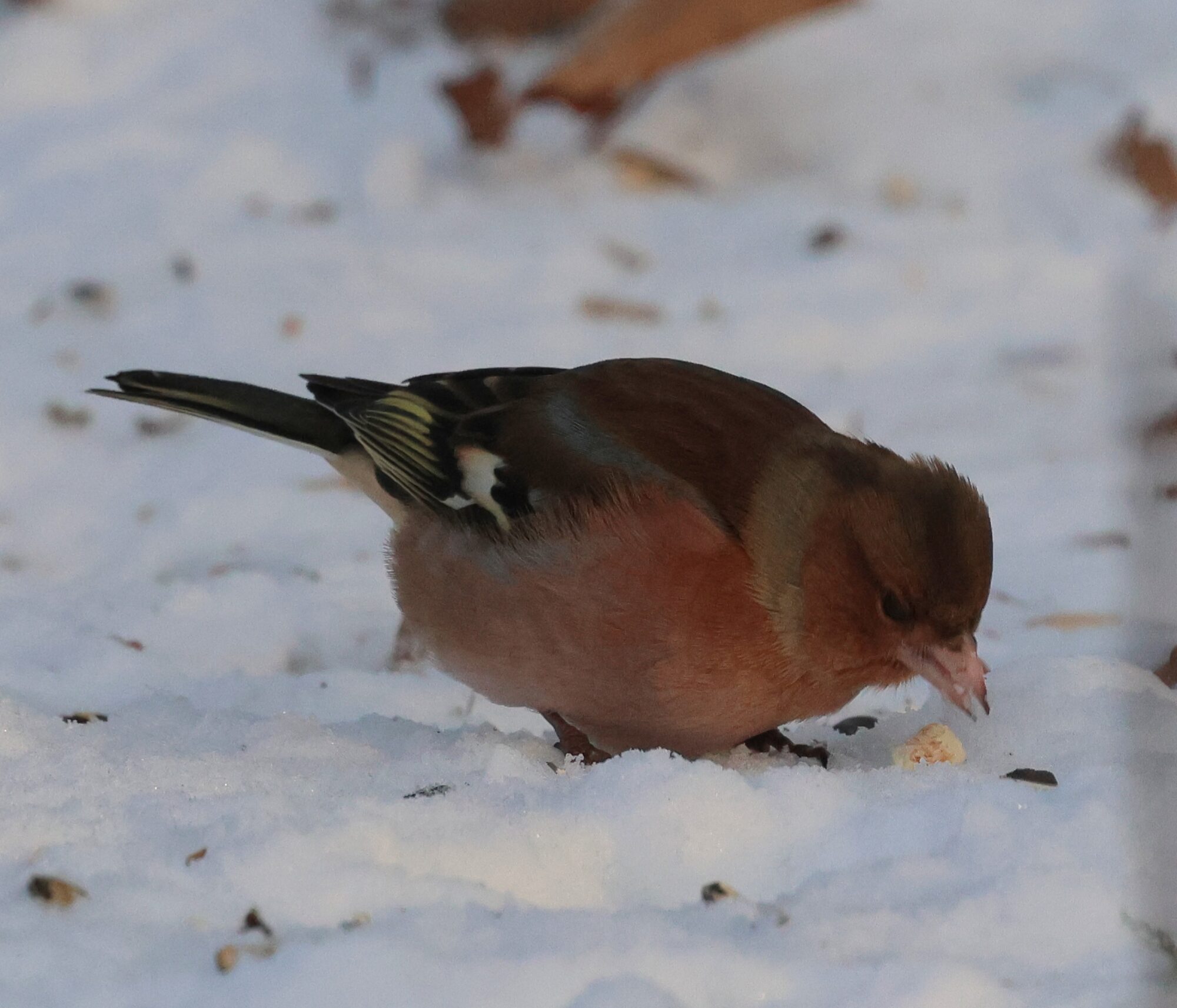 Valokuvaaja: Hanna Rönty