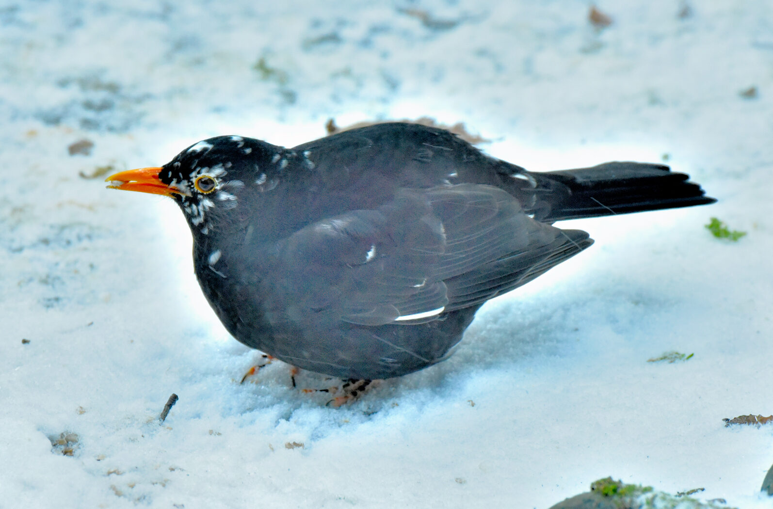 Valokuvaaja: Reijo Juurinen