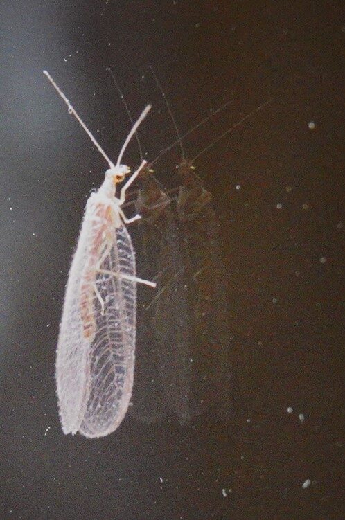 Valokuvaaja: Kaarina Heiskanen