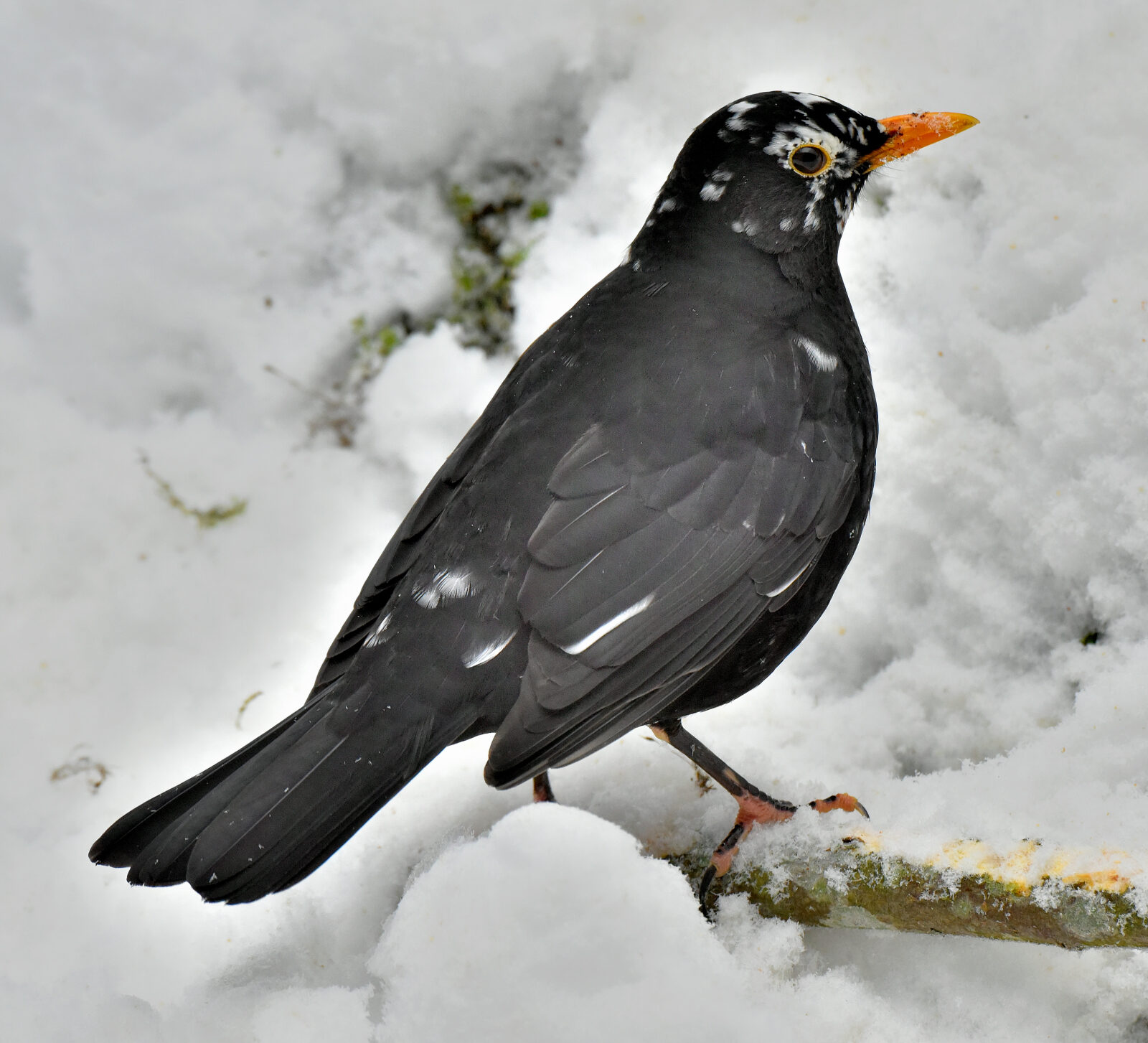 Valokuvaaja: Reijo Juurinen