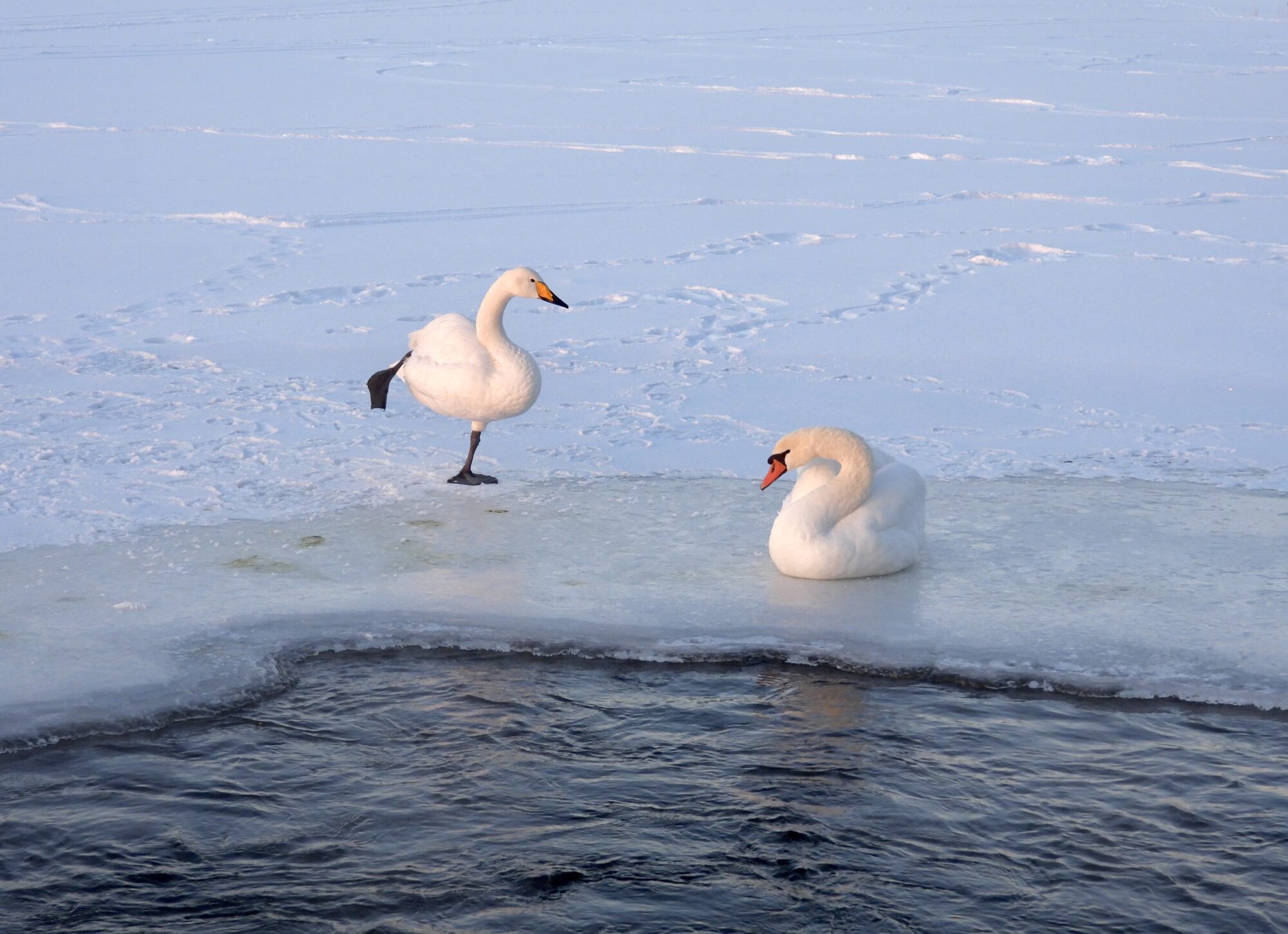 Valokuvaaja: Juhani Peltonen